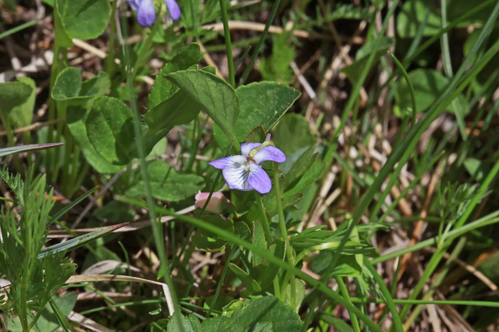 Meadow Violet (Viola Sororia) — making it well-suited for woodland settings or shaded borders; scientifically known as Viola sororia