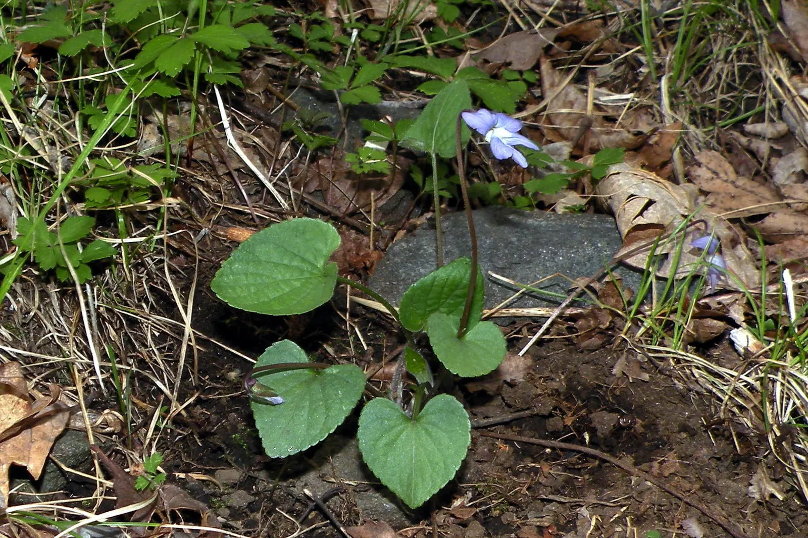 Meadow Violet (Viola Sororia) — annual / perennial with blue and white blooms; perfect for ground cover or naturalized areas.<br><br>Thriving in, image 109
