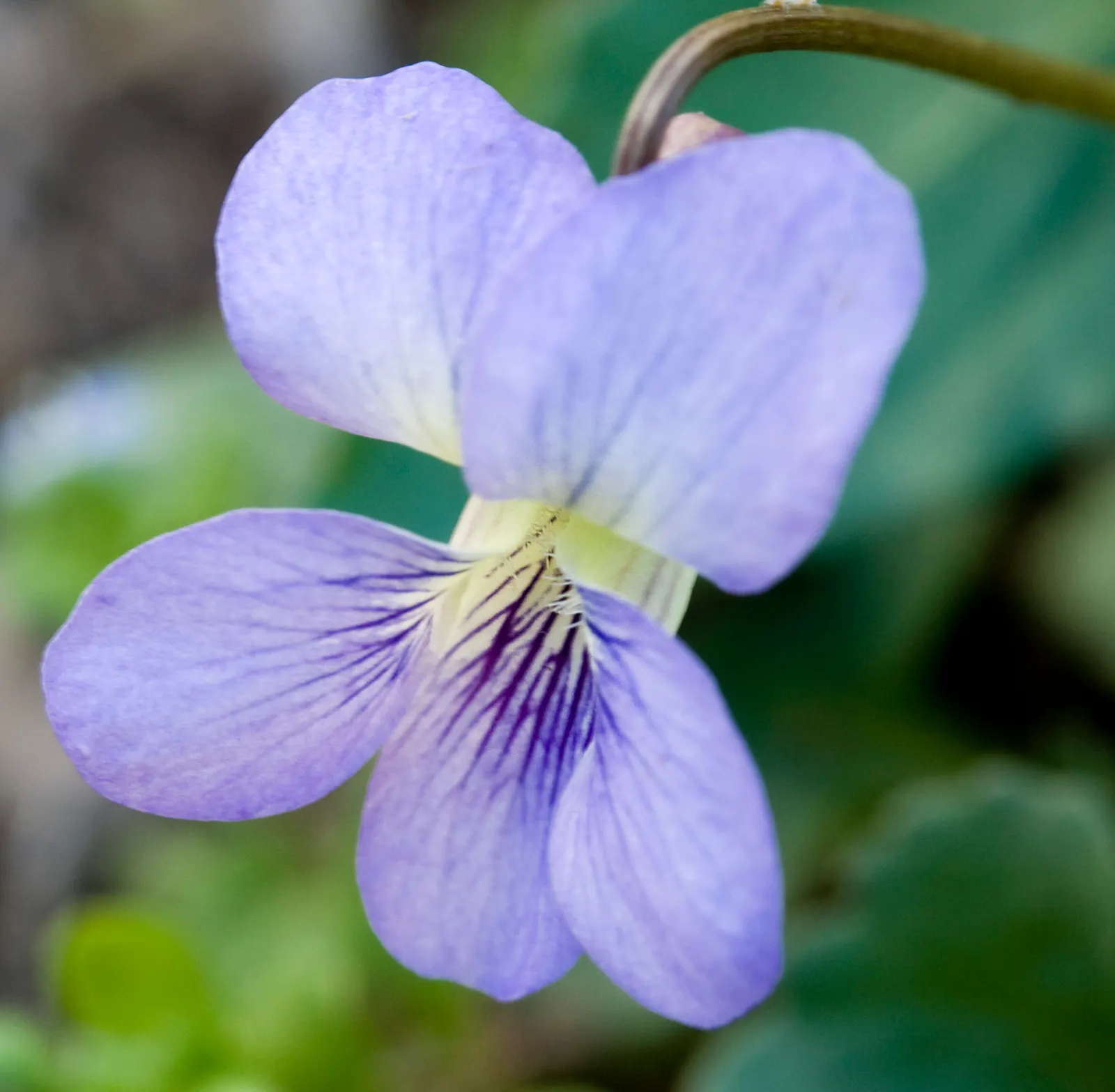 Meadow Violet (Viola Sororia) — It's also a favorite for pollinators such as butterflies and is a host plant for fritillary butterfly larvae; making it