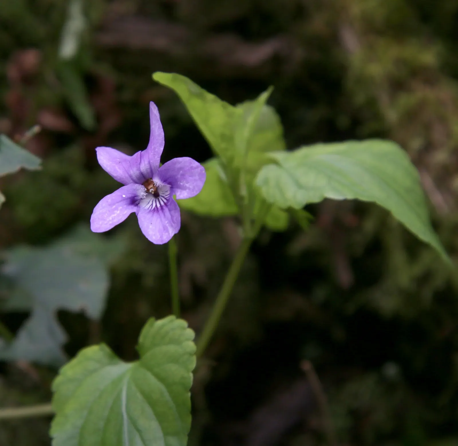 Meadow Violet (Viola Sororia) — though it has a preference for moist; contributing to the ecological health of your garden, image 119