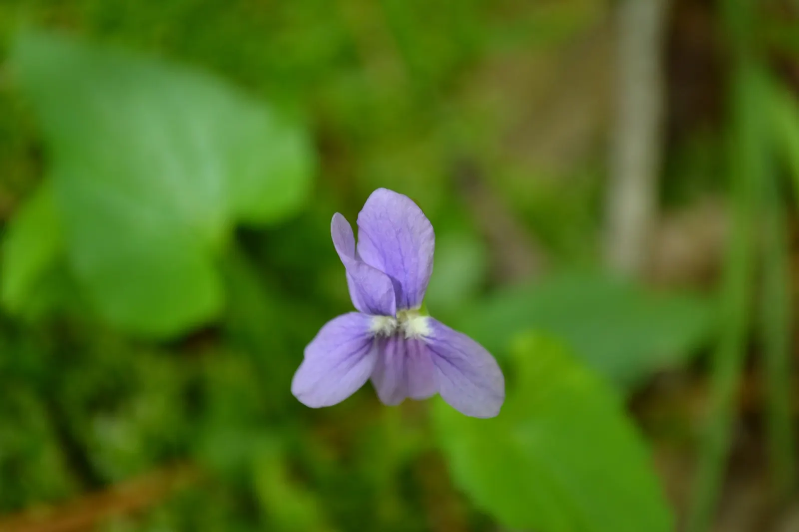 Meadow Violet (Viola Sororia) — It thrives in USDA zones 3-7, preferring part-shade to full sun; often showcasing a delicate white center and, image 90