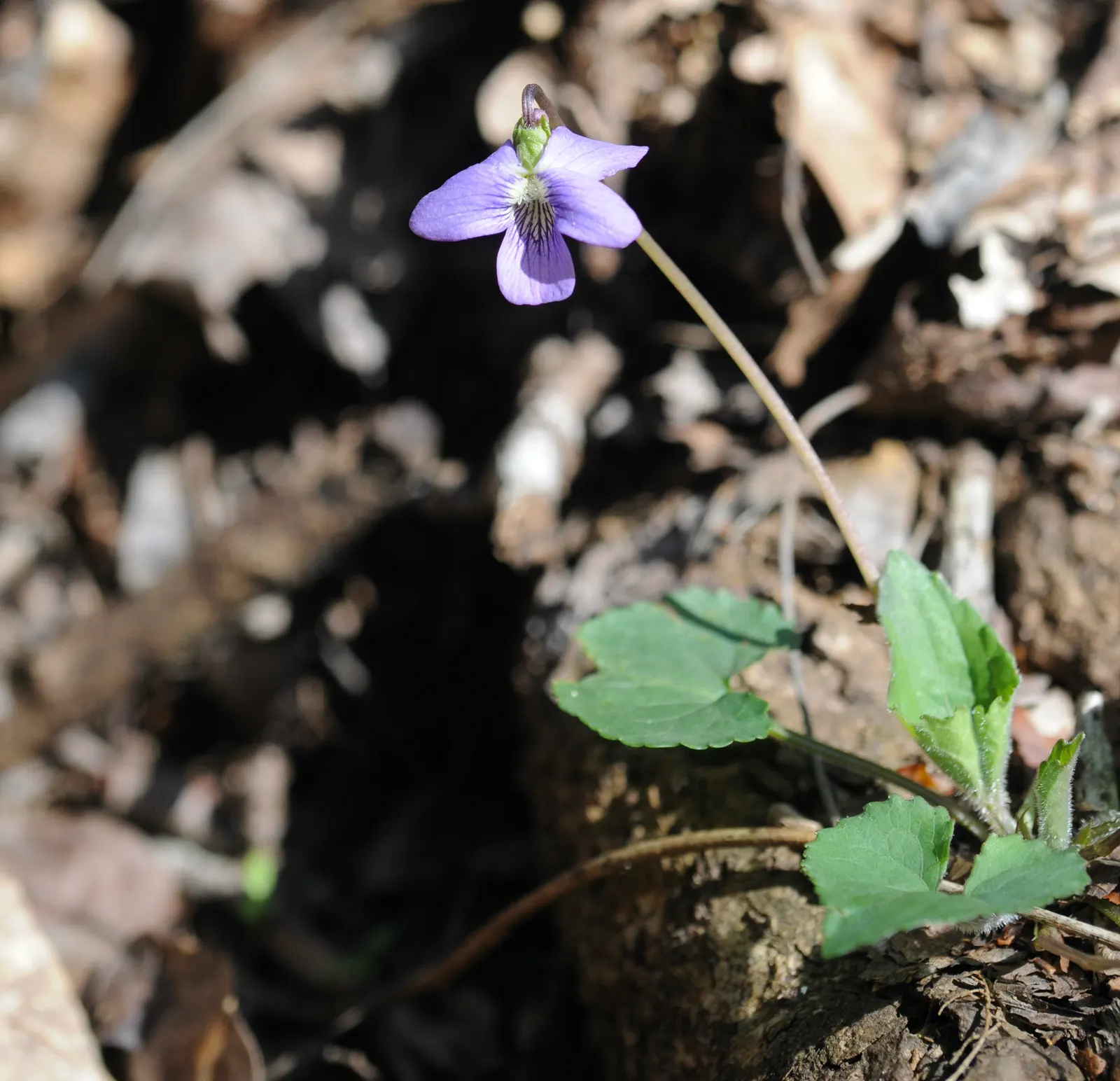 Meadow Violet (Viola Sororia) — It thrives in USDA zones 3-7, preferring part-shade to full sun; often showcasing a delicate white center and, image 134