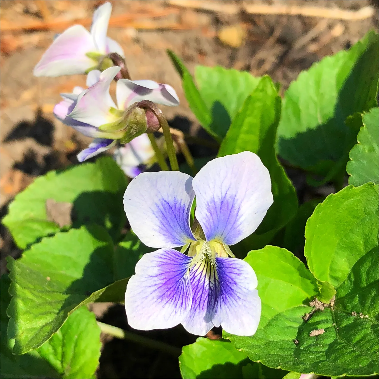 Meadow Violet (Viola Sororia) — annual / perennial for full or half; which can be accentuated when planted en masse or as an understory plant beneath deciduous