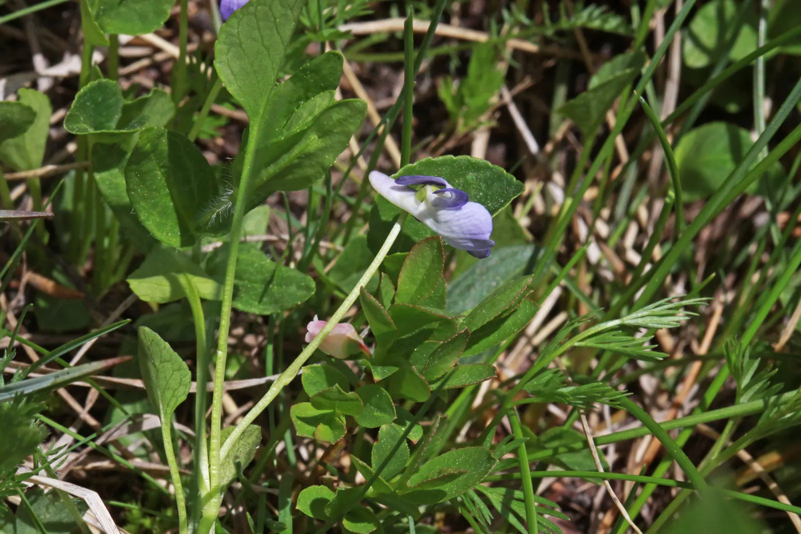 Meadow Violet (Viola Sororia) — perfect for ground cover or naturalized areas.<br><br>Thriving in USDA zones 3 to 9