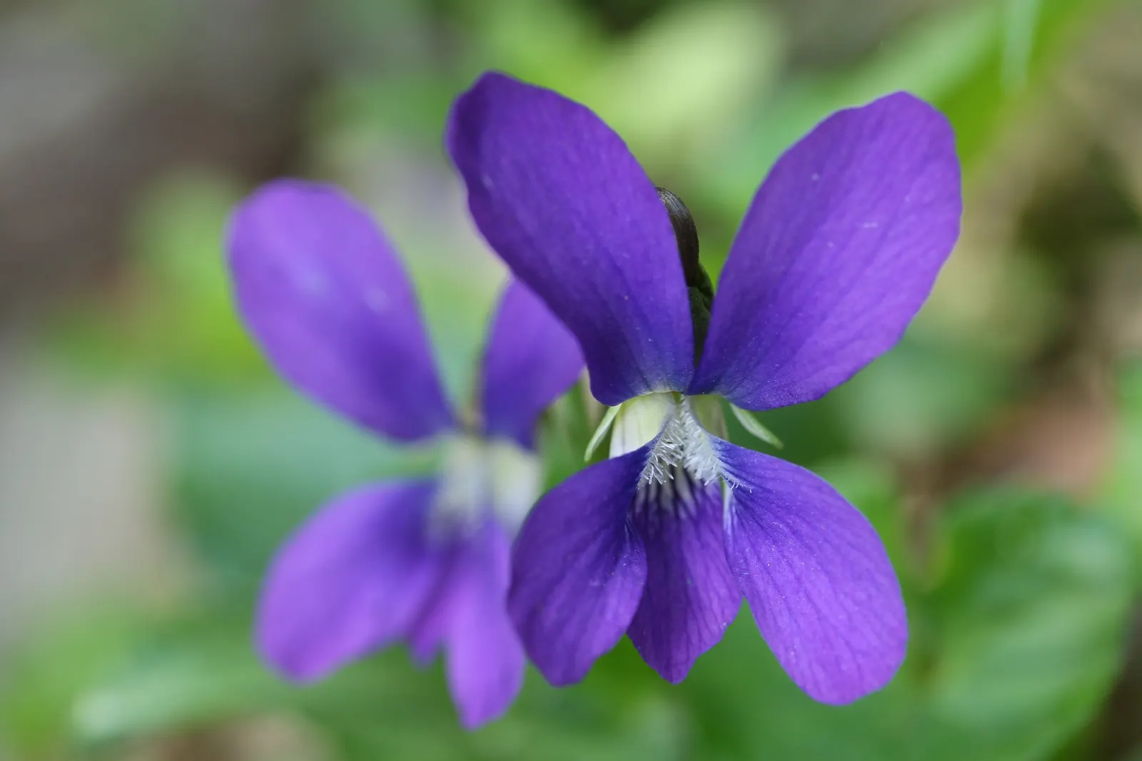 Meadow Violet (Viola Sororia) — blue and white flowers in the garden; ideal for ground cover and naturalization, image 130