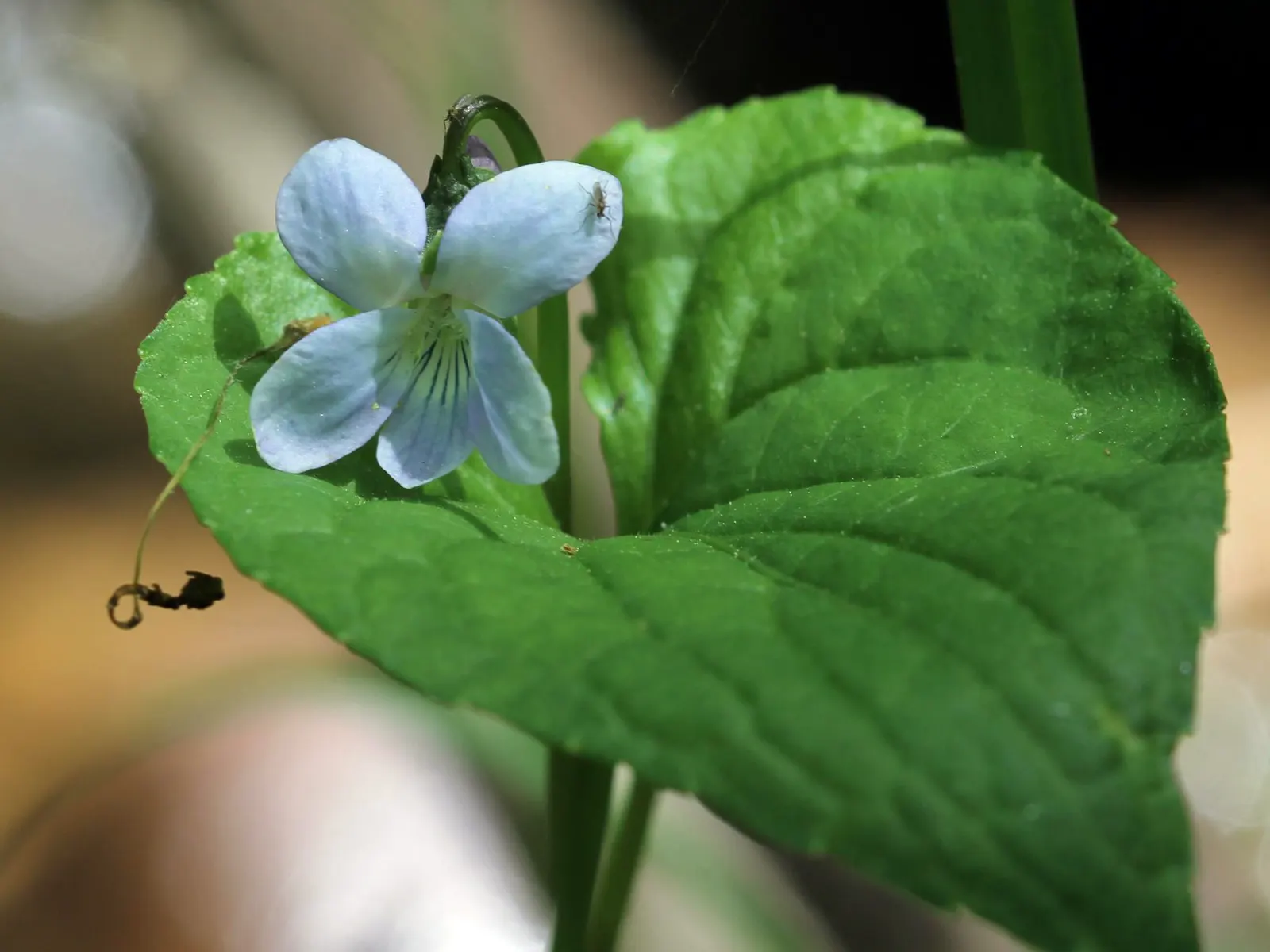 Meadow Violet (Viola Sororia) — though it has a preference for moist; contributing to the ecological health of your garden