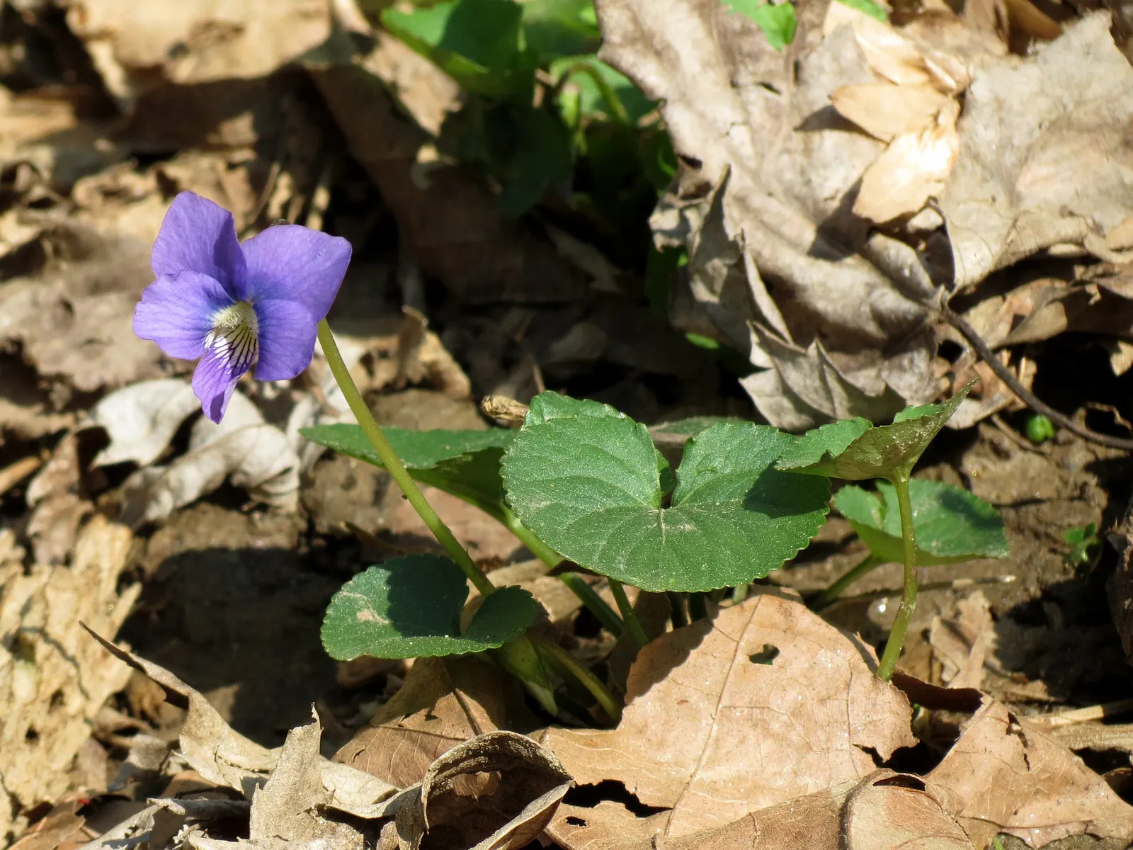 Meadow Violet (Viola Sororia) — perfect for ground cover or naturalized areas.<br><br>Thriving in USDA zones 3 to 9; it's also a favorite for, image 78