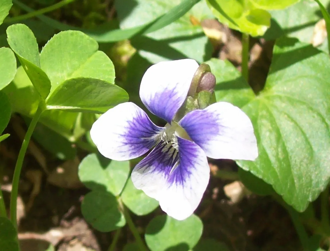 Meadow Violet (Viola Sororia) — though it has a preference for moist
