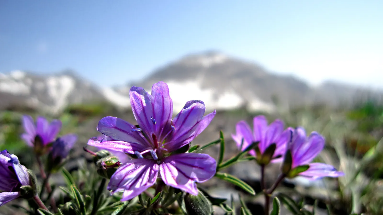 Meadow Violet (Viola Sororia) — consider its attractive foliage and profuse flowering; the Meadow Violet requires partial to full shade, image 62