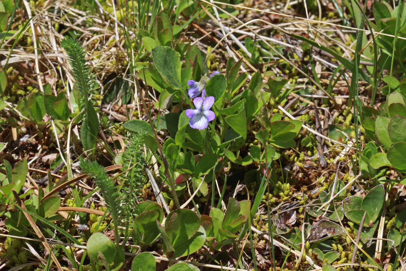 Meadow Violet (Viola Sororia) — contributing to the ecological health of your garden; annual / perennial with blue and white blooms