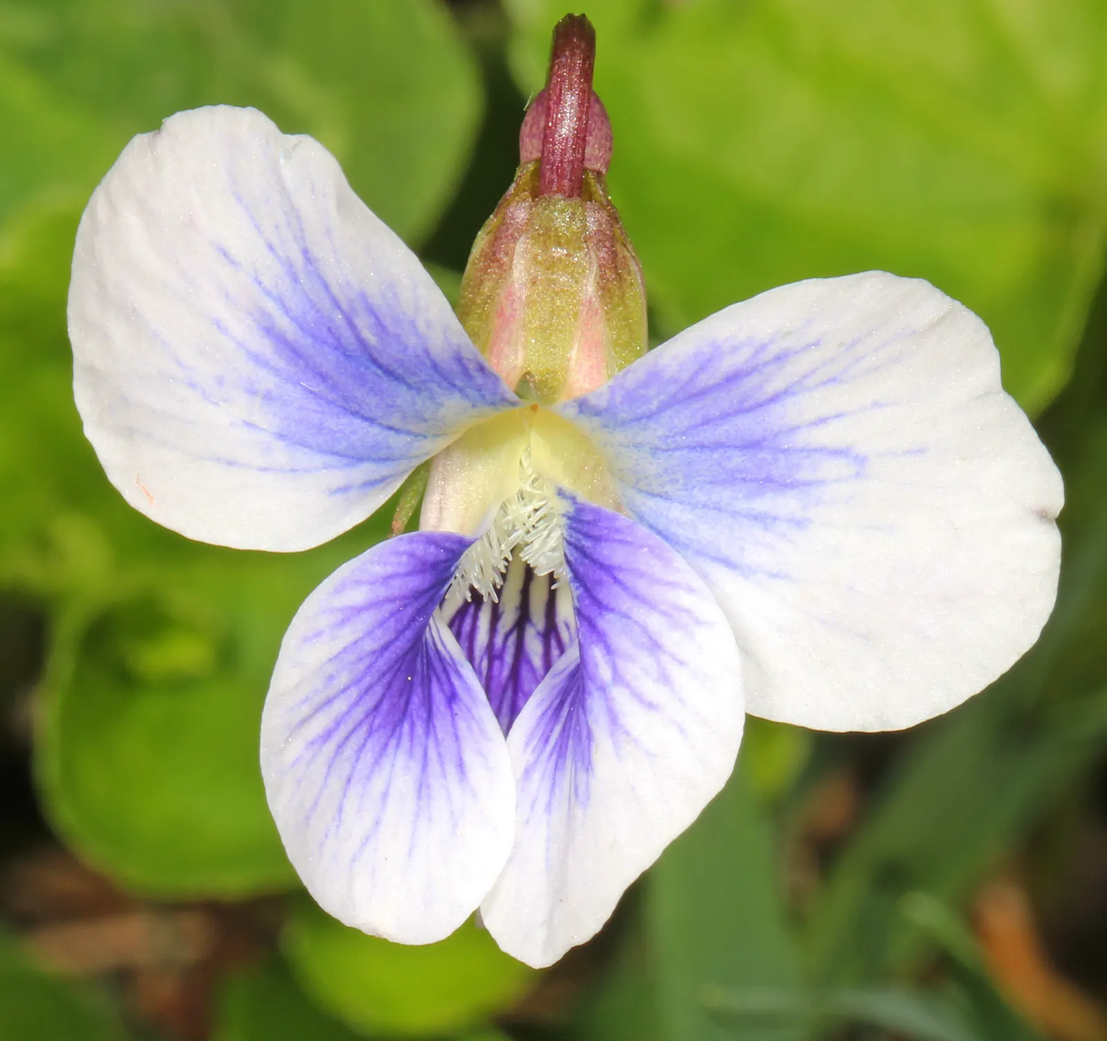 Meadow Violet (Viola Sororia) — perfect for ground cover or naturalized areas.<br><br>Thriving in USDA zones 3 to 9; it's also a favorite for, image 56