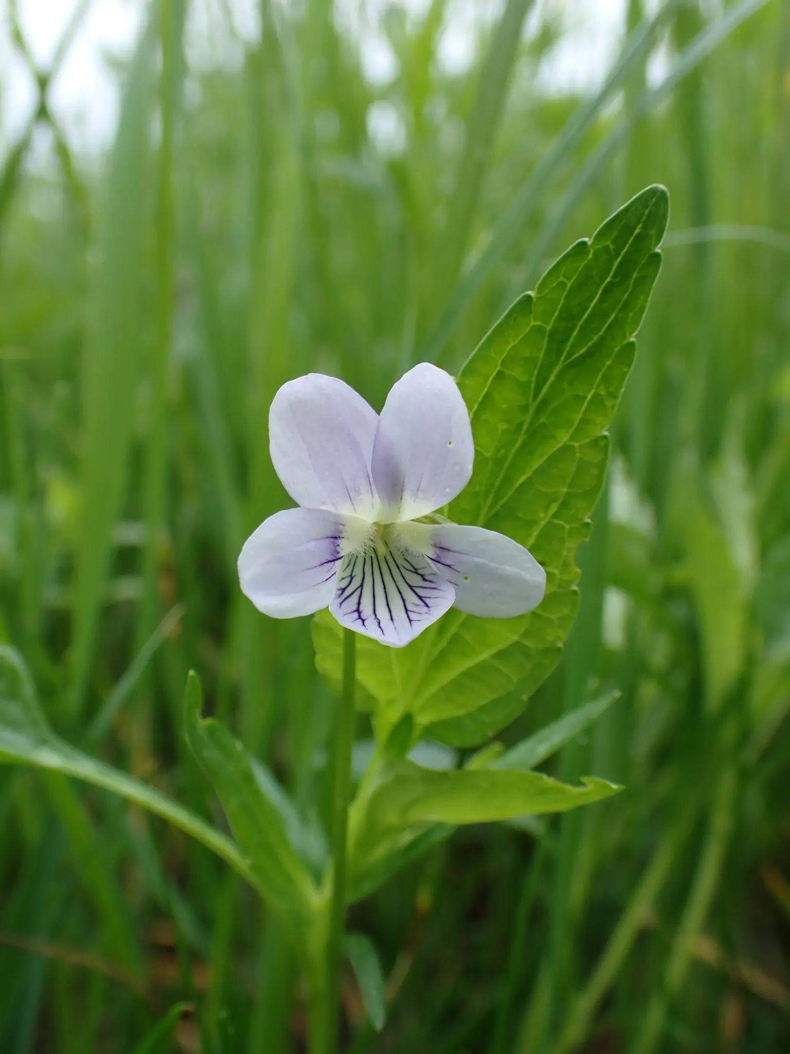Meadow Violet (Viola Sororia) — The Meadow Violet, Viola sororia, is a deciduous perennial native to North America; these low-growers feature, image 111