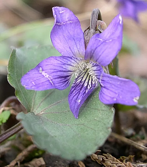 Meadow Violet (Viola Sororia) — scientifically known as Viola sororia; it thrives in USDA zones 3-7, preferring part-shade to full sun