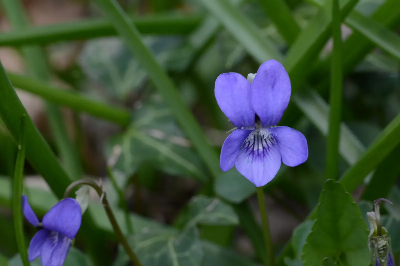 Meadow Violet (Viola Sororia) — contributing to the ecological health of your garden; annual / perennial with blue and white blooms, image 148