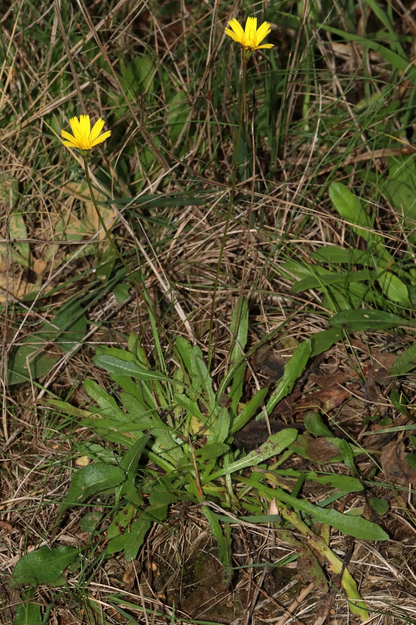 Meadow Violet (Viola Sororia) — When incorporating Viola sororia into your design; well-drained soil and are resistant to both deer and rabbits, image 149