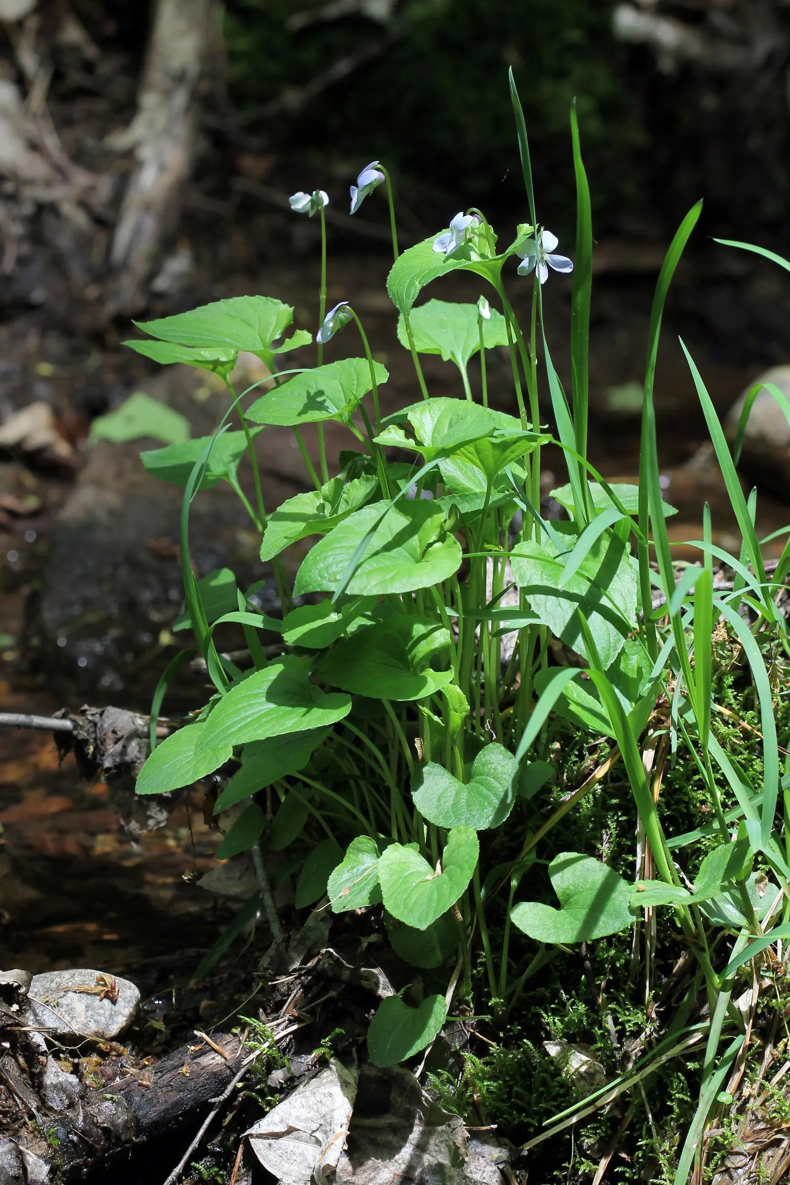 Meadow Violet (Viola Sororia) — which can be accentuated when planted en masse or as an understory plant beneath deciduous trees