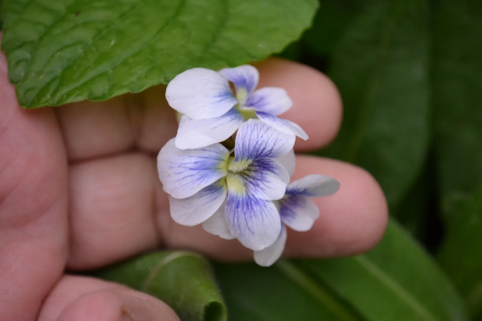 Meadow Violet (Viola Sororia) — scientifically known as Viola sororia; it thrives in USDA zones 3-7, preferring part-shade to full sun, image 139