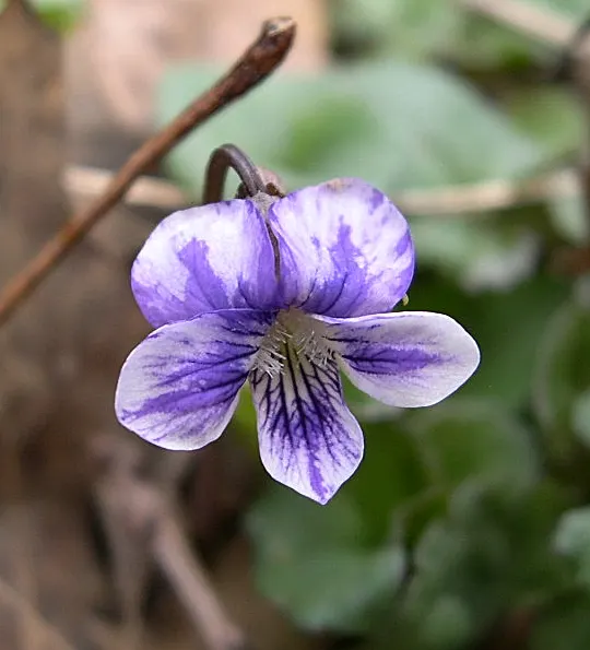 Meadow Violet (Viola Sororia) — these low-growers feature heart-shaped leaves and prolific spring flowers in hues of purple; with a compact spread, image 48