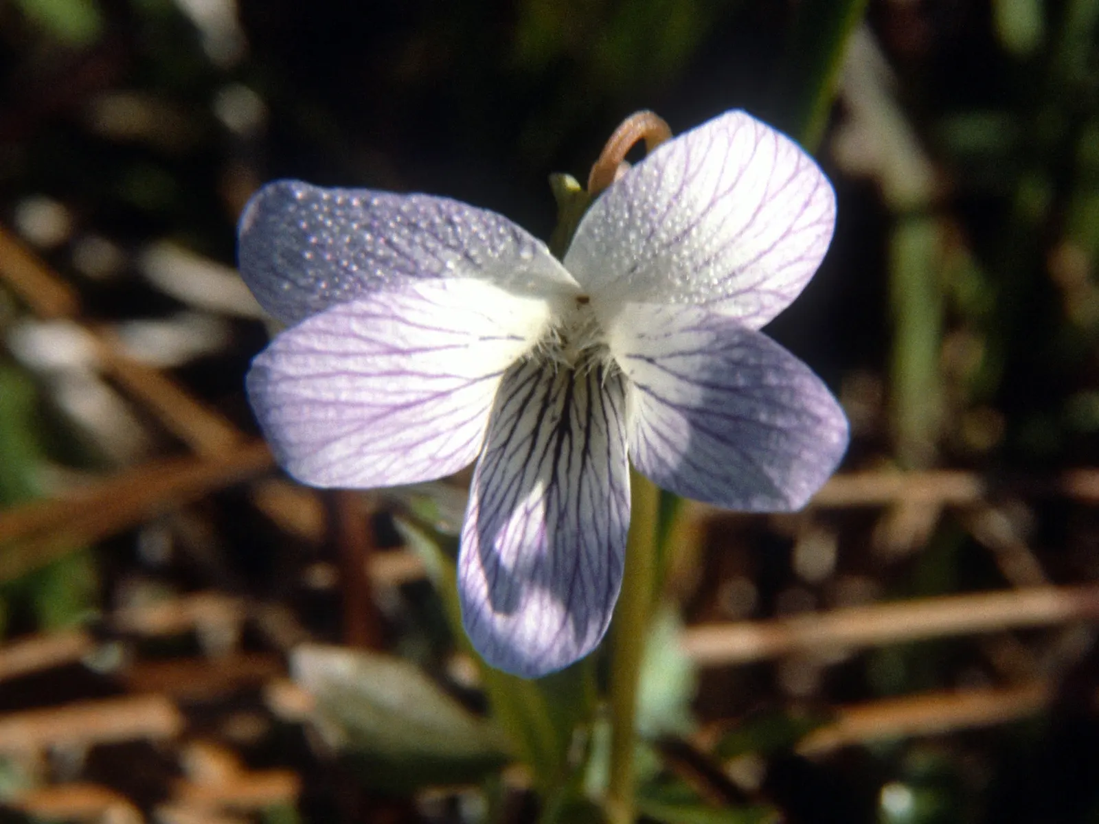 Meadow Violet (Viola Sororia) — These blooms are striking for their deep purple to blue-violet color