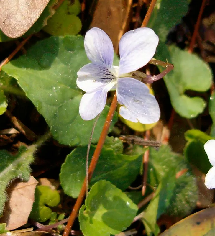 Meadow Violet (Viola Sororia) — These blooms are striking for their deep purple to blue-violet color; the Meadow Violet, Viola sororia, is a deciduous