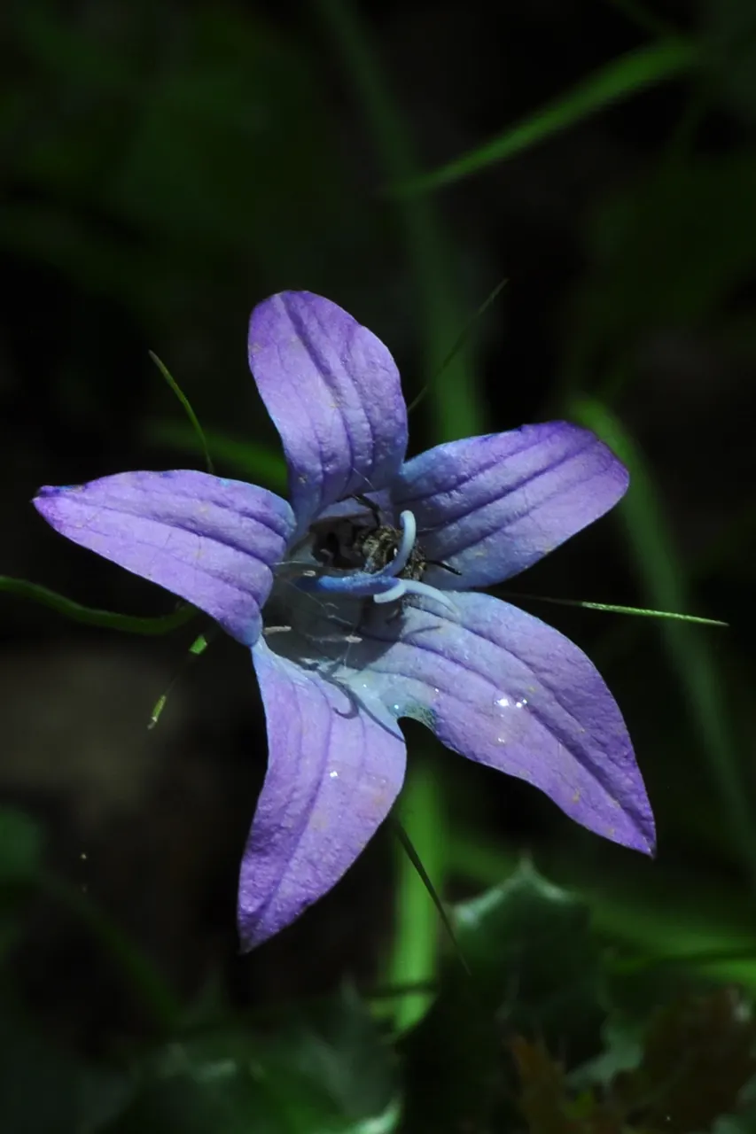 Meadow Violet (Viola Sororia) — the Meadow Violet requires partial to full shade; annual / perennial for full or half, image 79