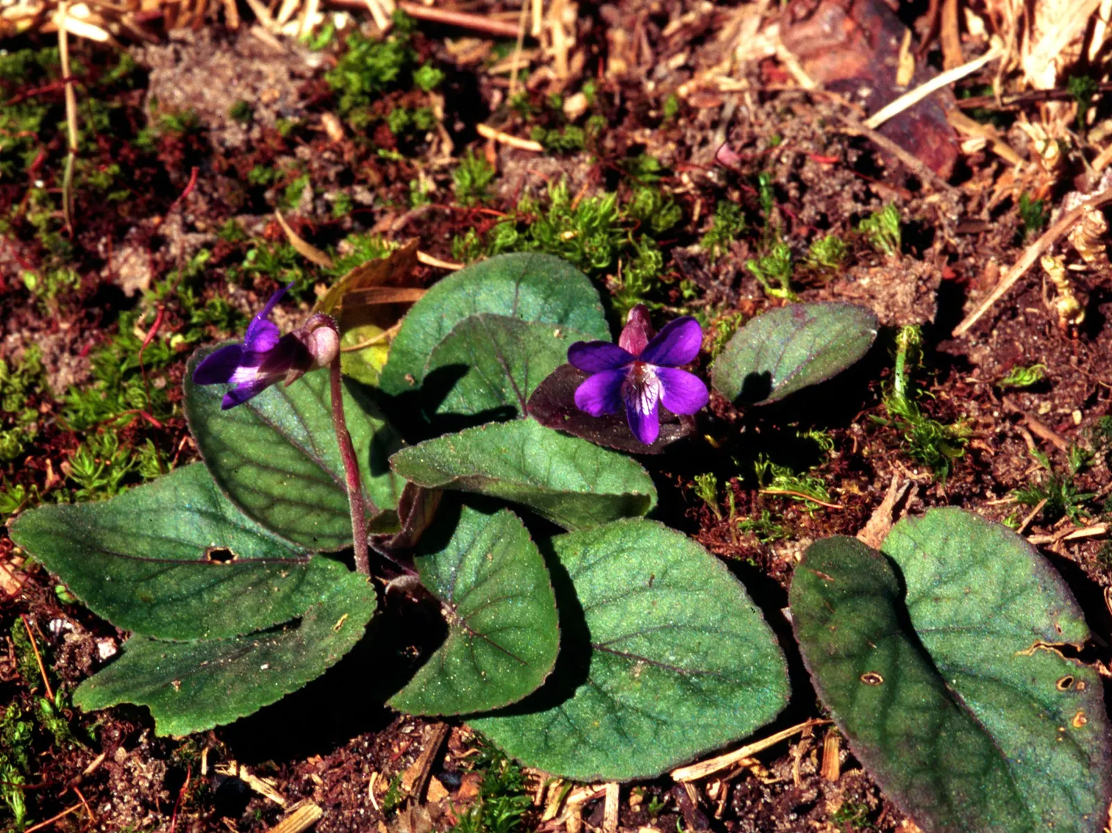 Meadow Violet (Viola Sororia) — contributing to the ecological health of your garden; annual / perennial with blue and white blooms, image 126