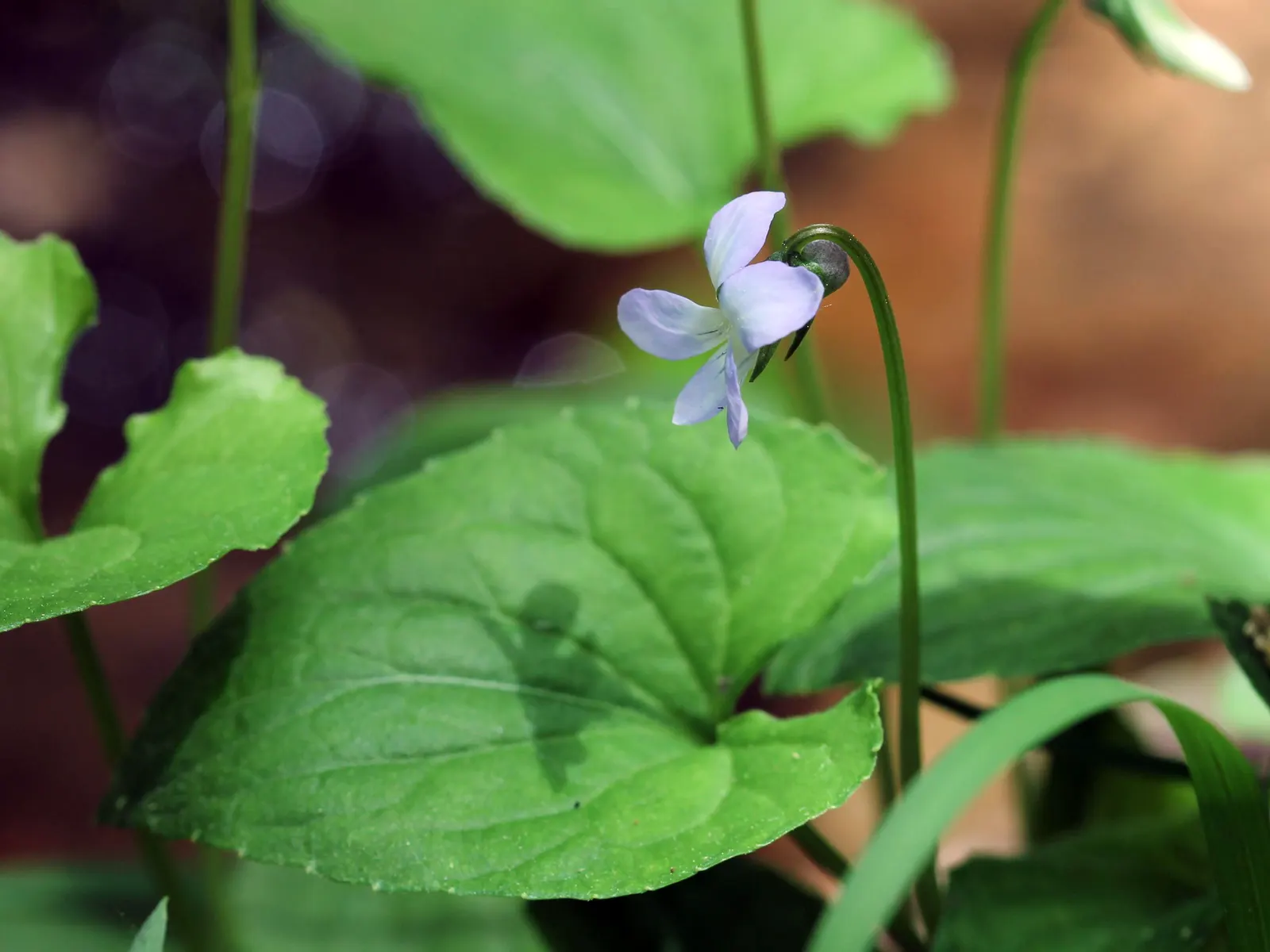 Meadow Violet (Viola Sororia) — the Meadow Violet requires partial to full shade