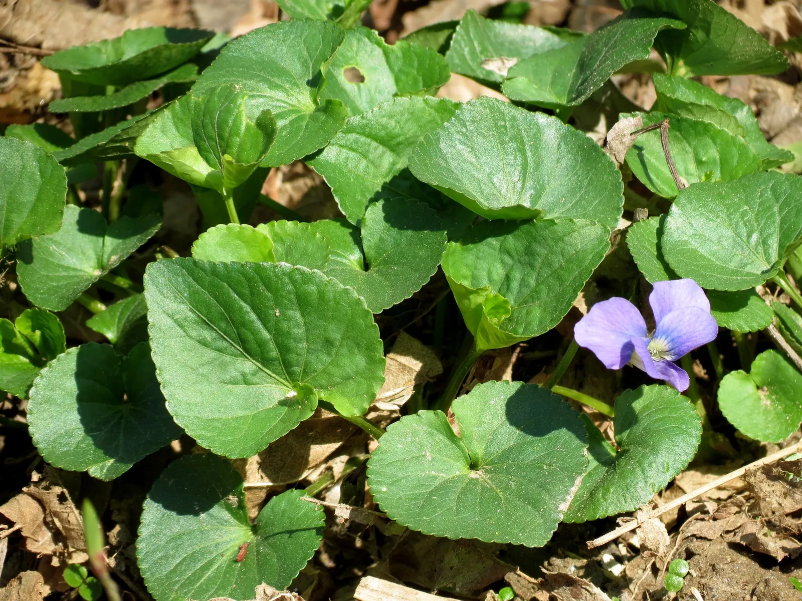 Meadow Violet (Viola Sororia) — annual / perennial with blue and white blooms; perfect for ground cover or naturalized areas.<br><br>Thriving in, image 65