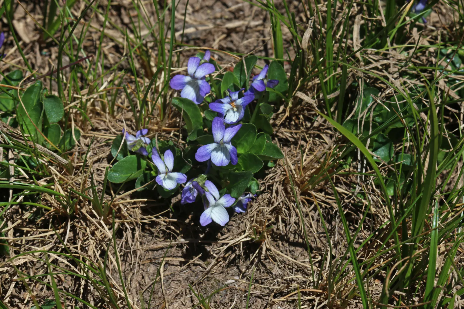Meadow Violet (Viola Sororia) — well-drained soil and are resistant to both deer and rabbits; when incorporating Viola sororia into your design, image 50