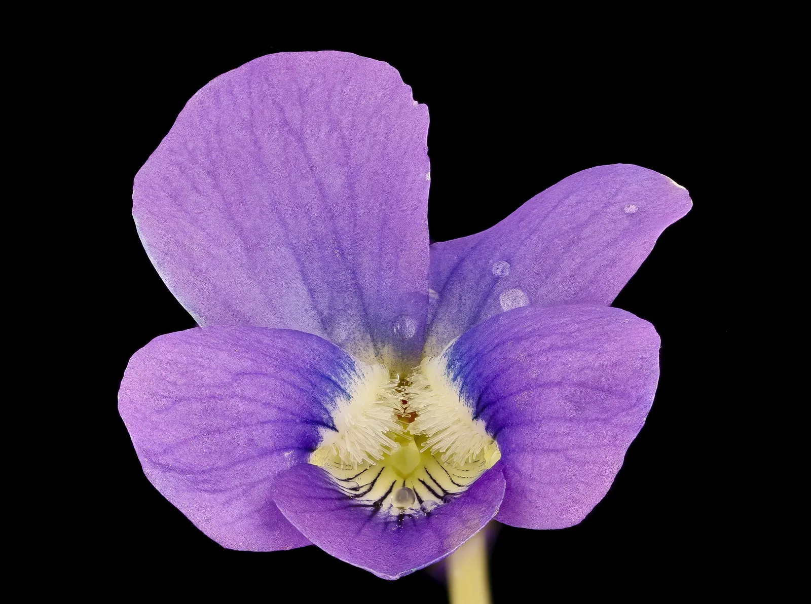 Meadow Violet (Viola Sororia) — The Meadow Violet, Viola sororia, is a deciduous perennial native to North America; these low-growers feature, image 67