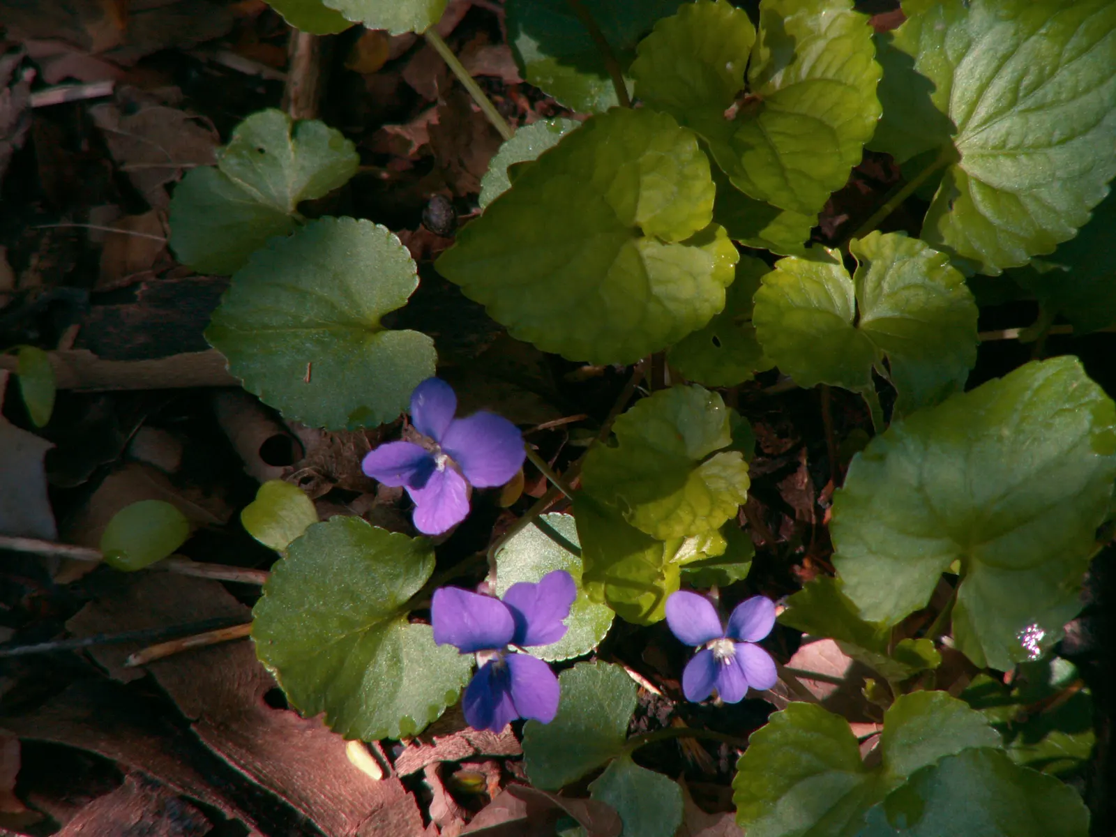 Meadow Violet (Viola Sororia) — annual / perennial for full or half; which can be accentuated when planted en masse or as an understory plant, image 110
