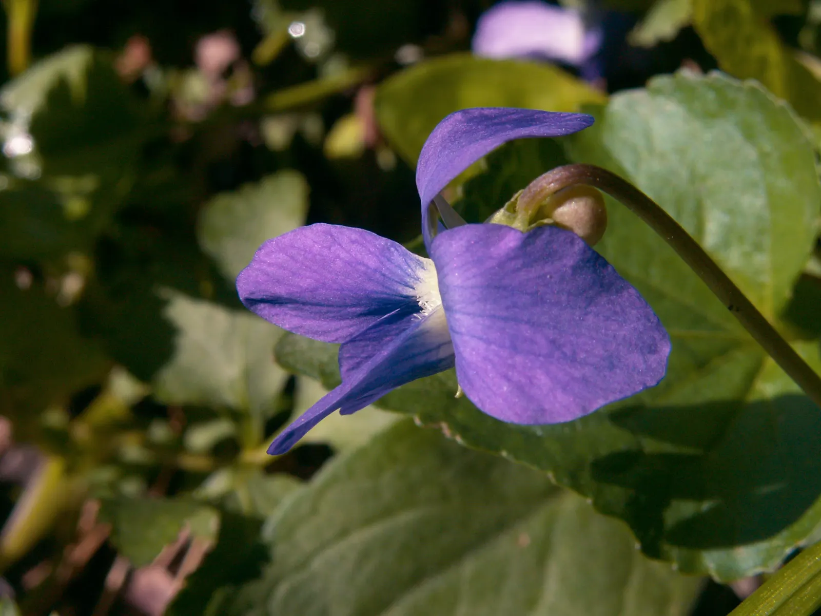 Meadow Violet (Viola Sororia) — making it well-suited for woodland settings or shaded borders