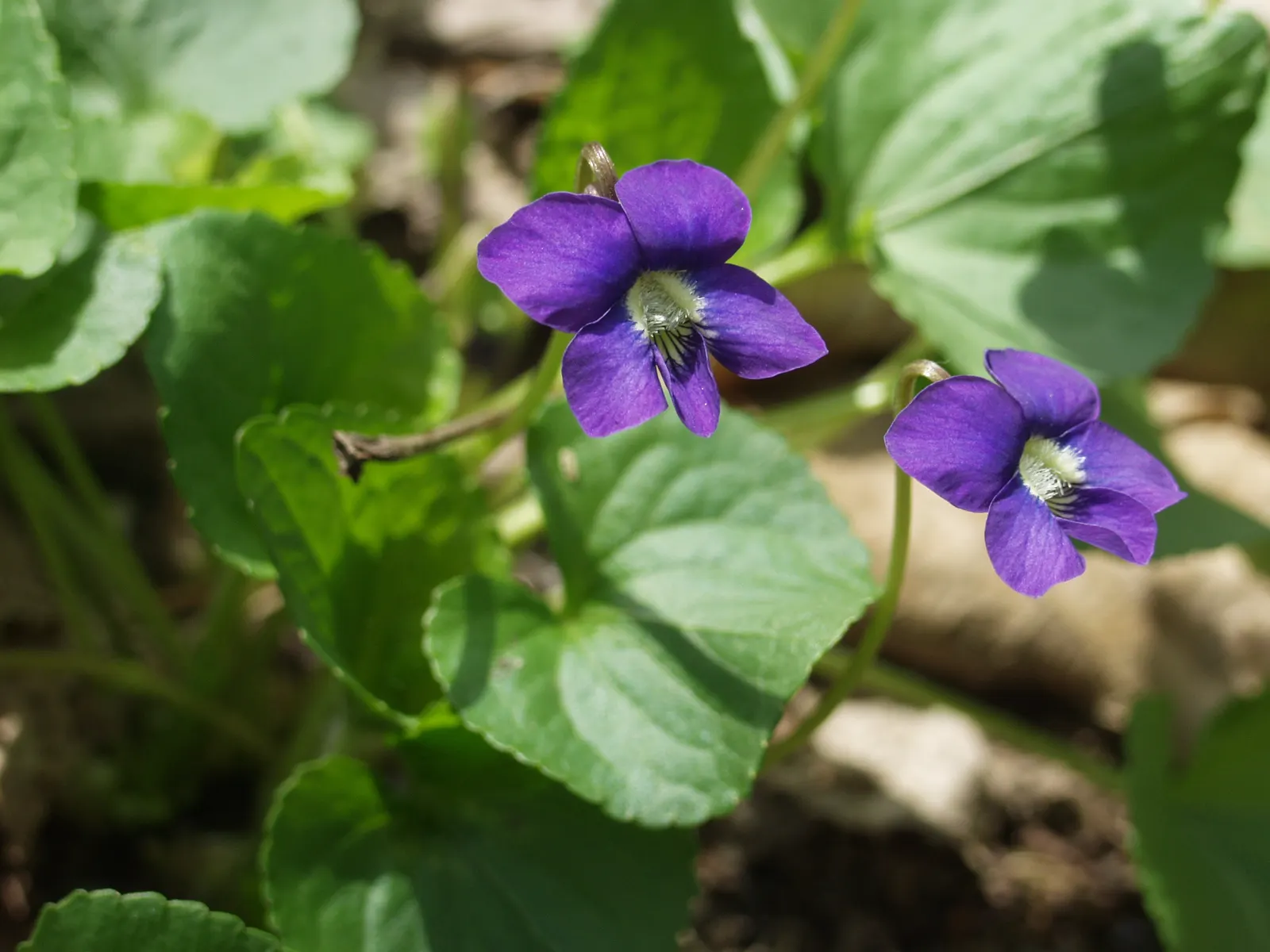 Meadow Violet (Viola Sororia) — Ideal for ground cover and naturalization; these blooms are striking for their deep purple to blue-violet color, image 71