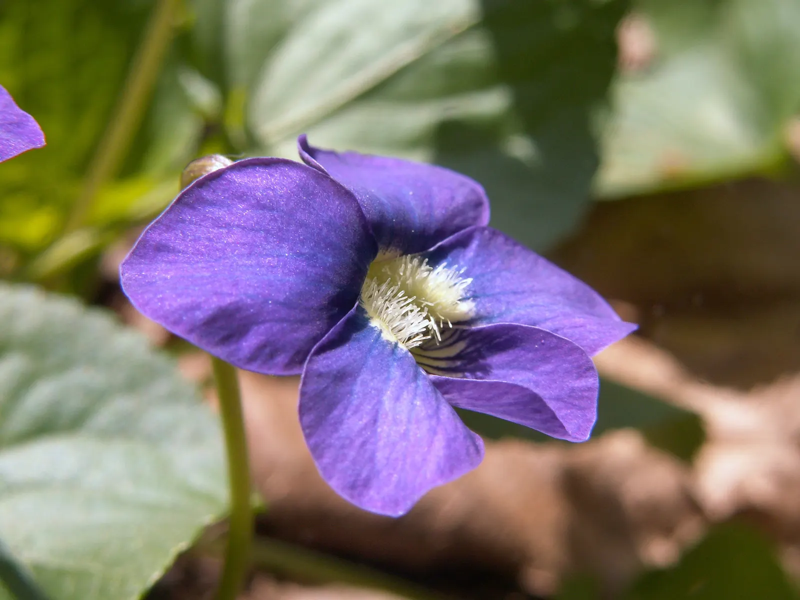 Meadow Violet (Viola Sororia) — It's also a favorite for pollinators such as butterflies and is a host plant for fritillary butterfly larvae, image 125