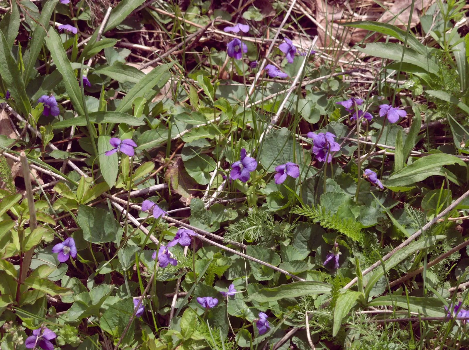 Meadow Violet (Viola Sororia) — Ideal for ground cover and naturalization; these blooms are striking for their deep purple to blue-violet color, image 49