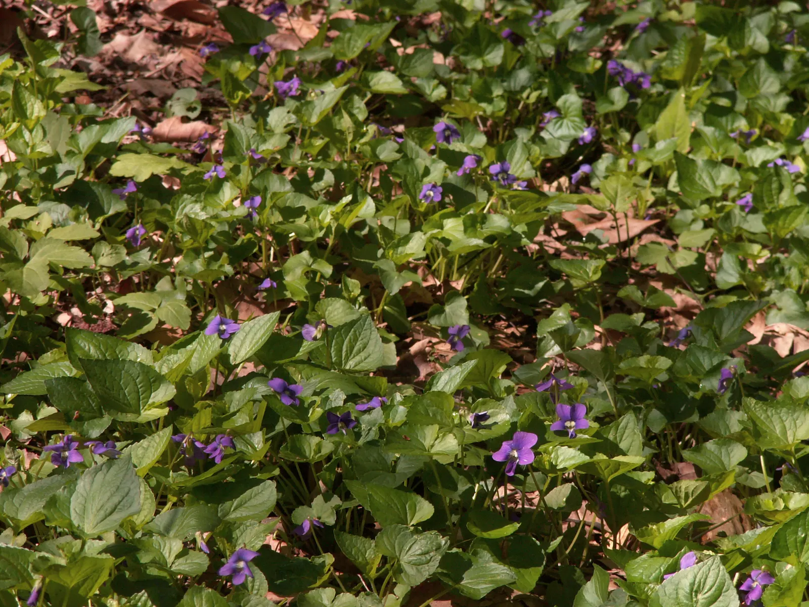 Meadow Violet (Viola Sororia) — With a compact spread of 4-6 inches and a height of 4-8 inches