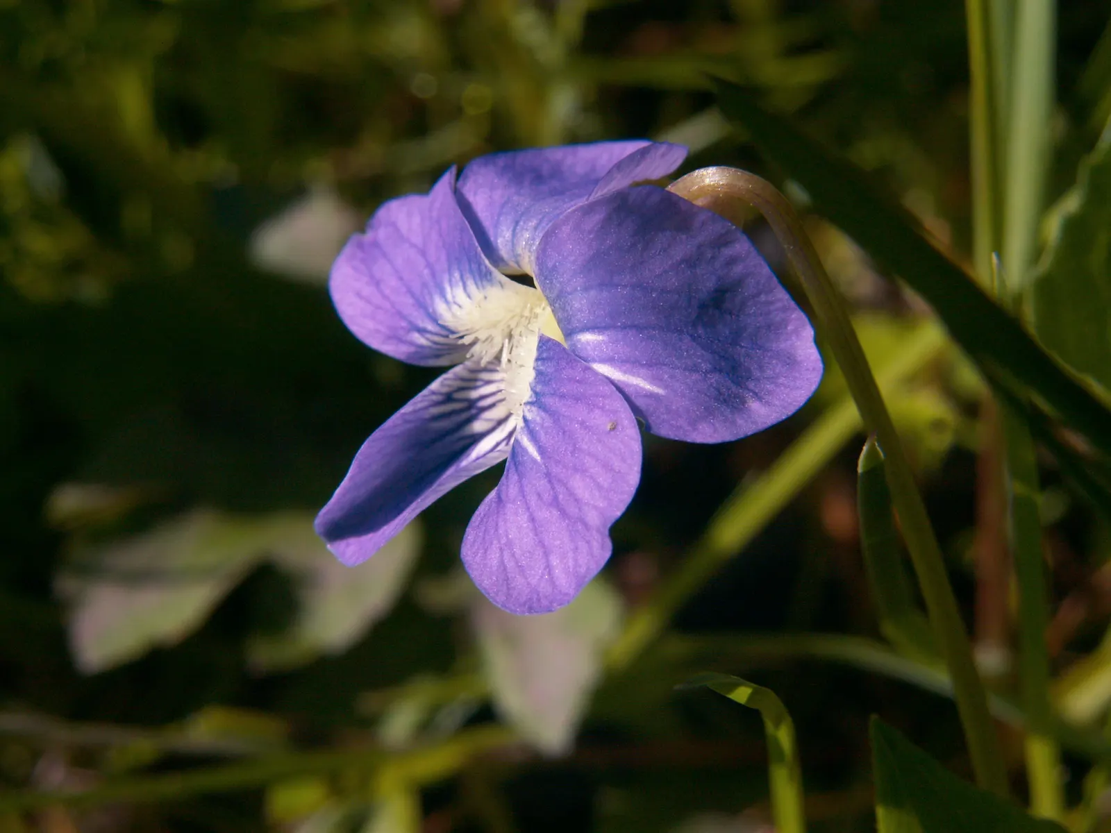 Meadow Violet (Viola Sororia) — Ideal for ground cover and naturalization; these blooms are striking for their deep purple to blue-violet color, image 137