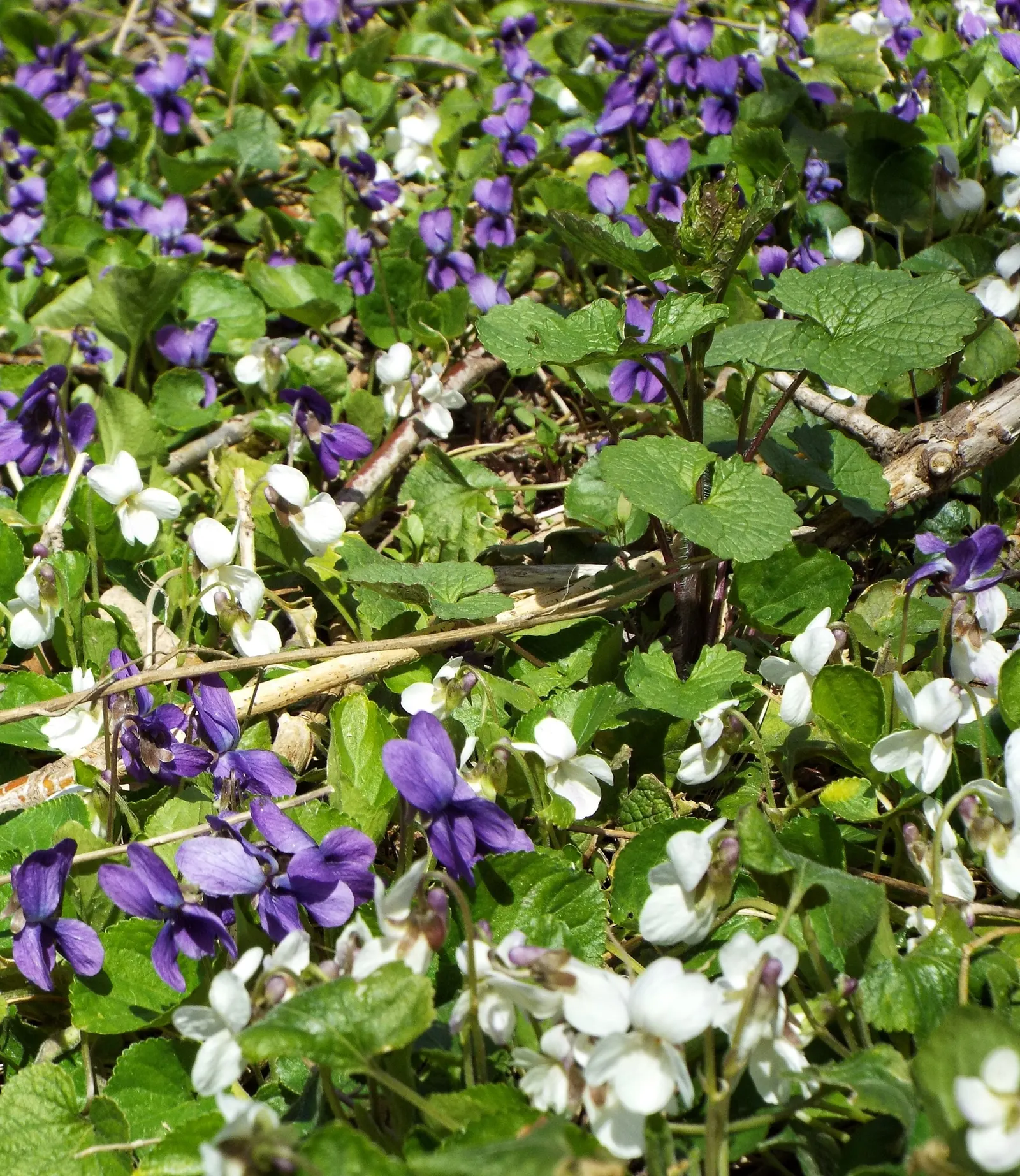 Meadow Violet (Viola Sororia) — With a compact spread of 4-6 inches and a height of 4-8 inches; consider its attractive foliage and profuse, image 91