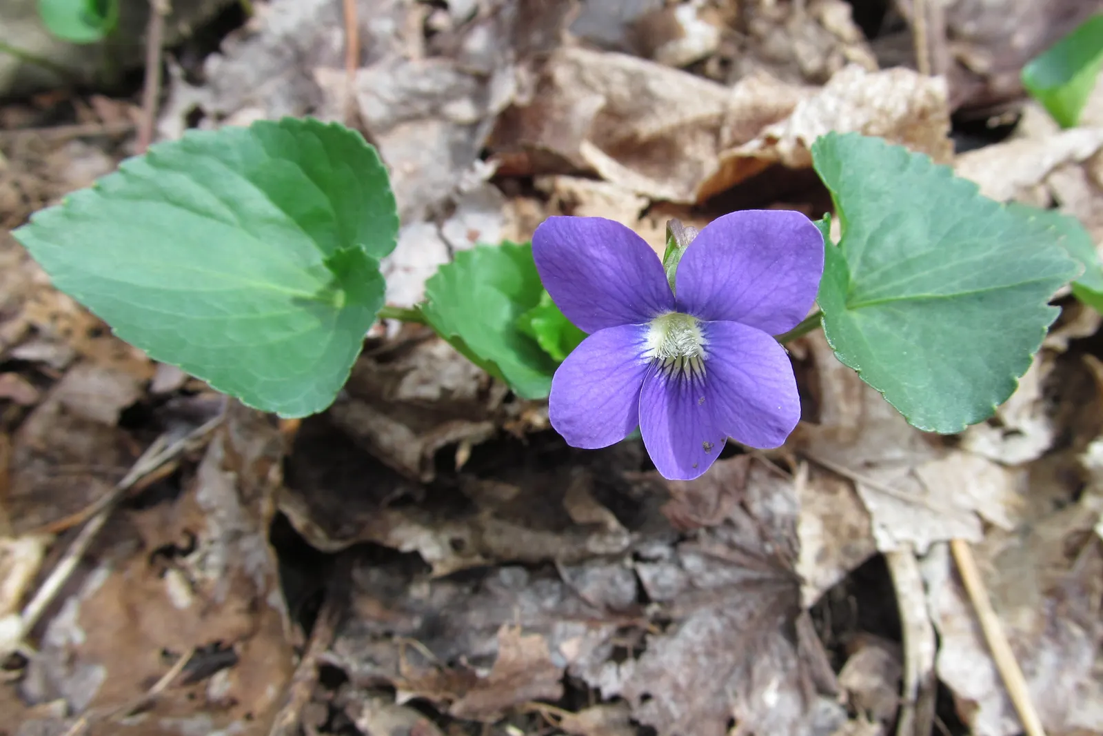 Meadow Violet (Viola Sororia) — Ideal for ground cover and naturalization; these blooms are striking for their deep purple to blue-violet color, image 115