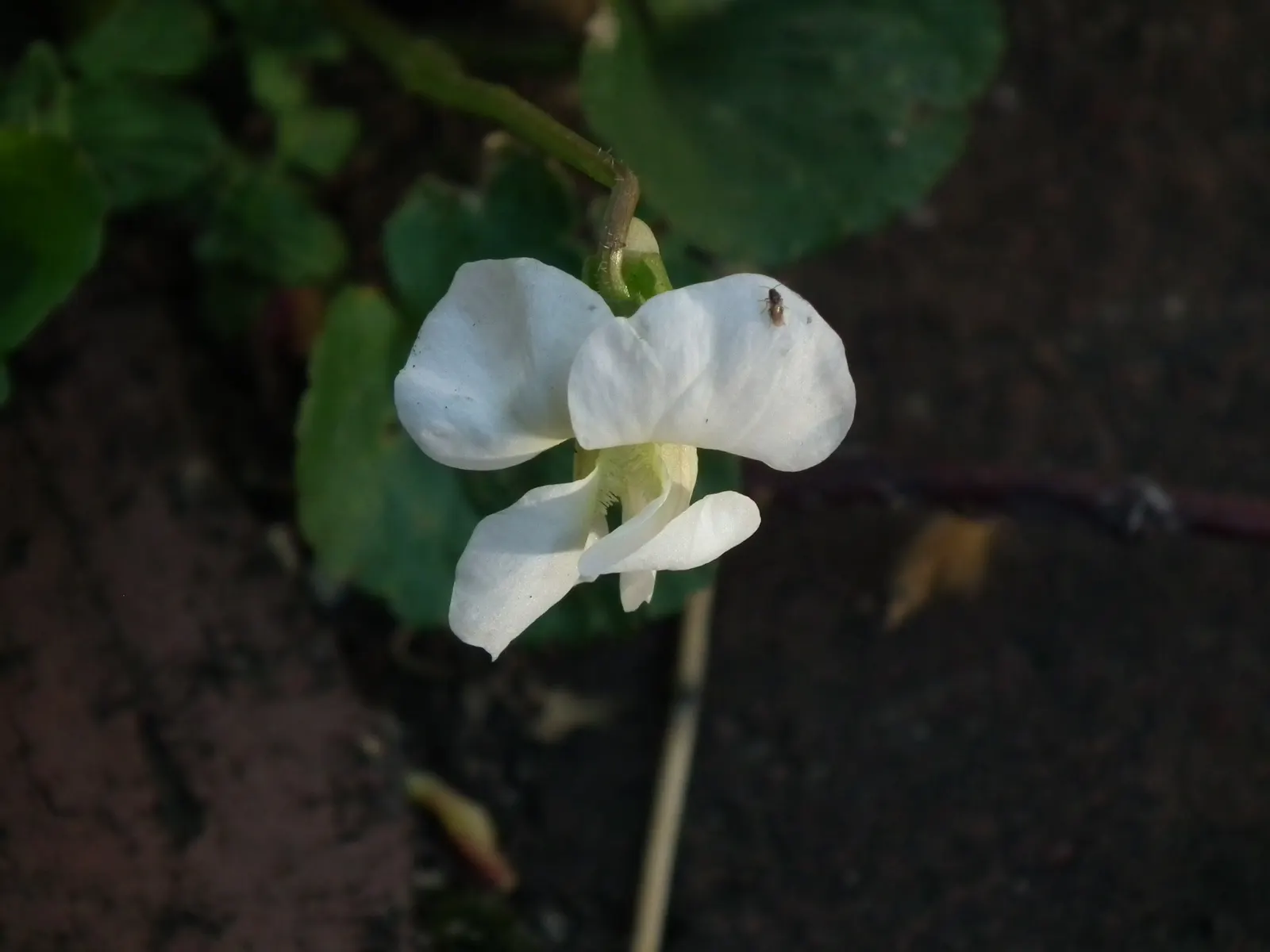 Meadow Violet (Viola Sororia) — though it has a preference for moist; contributing to the ecological health of your garden, image 75