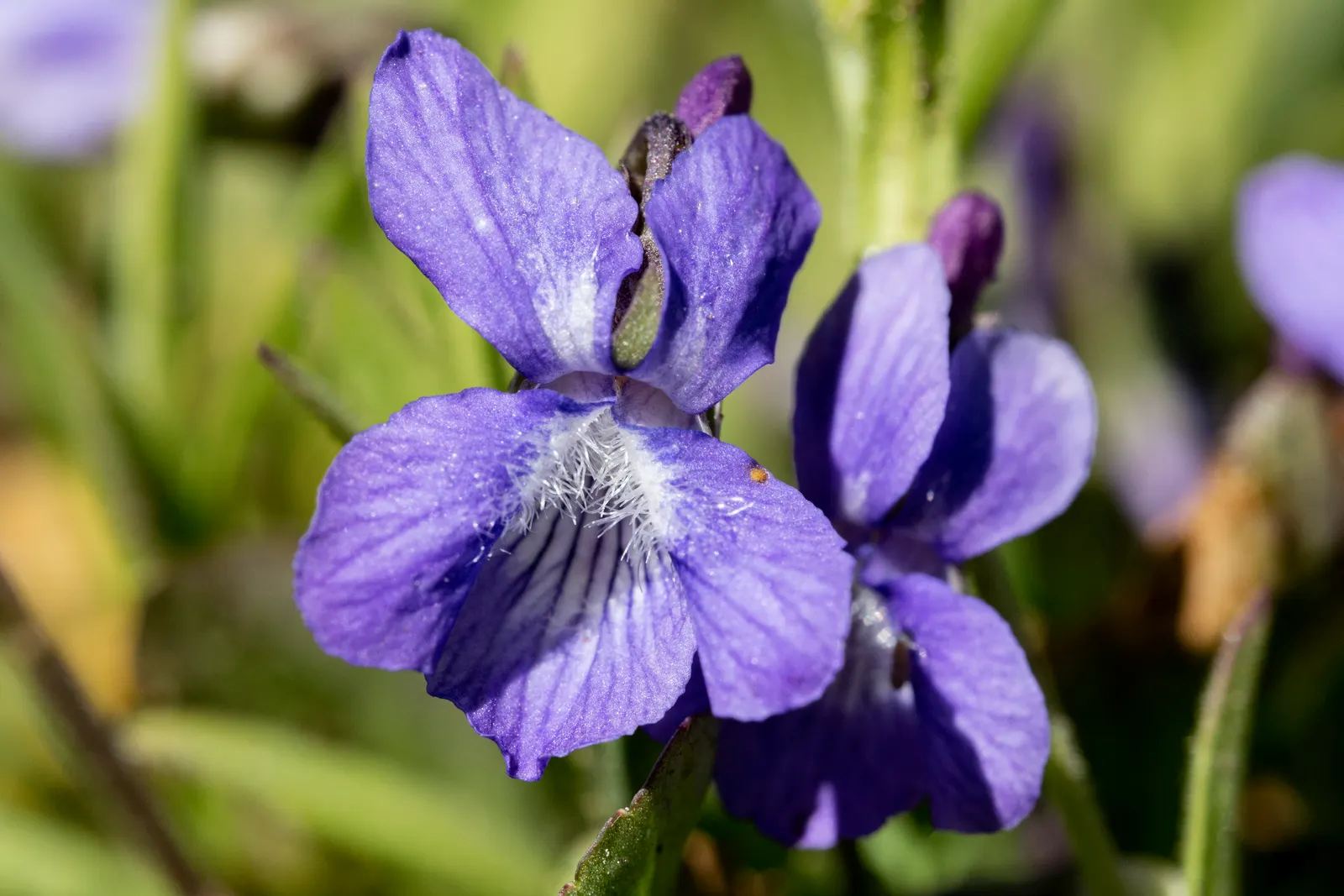 Meadow Violet (Viola Sororia) — consider its attractive foliage and profuse flowering; the Meadow Violet requires partial to full shade, image 84
