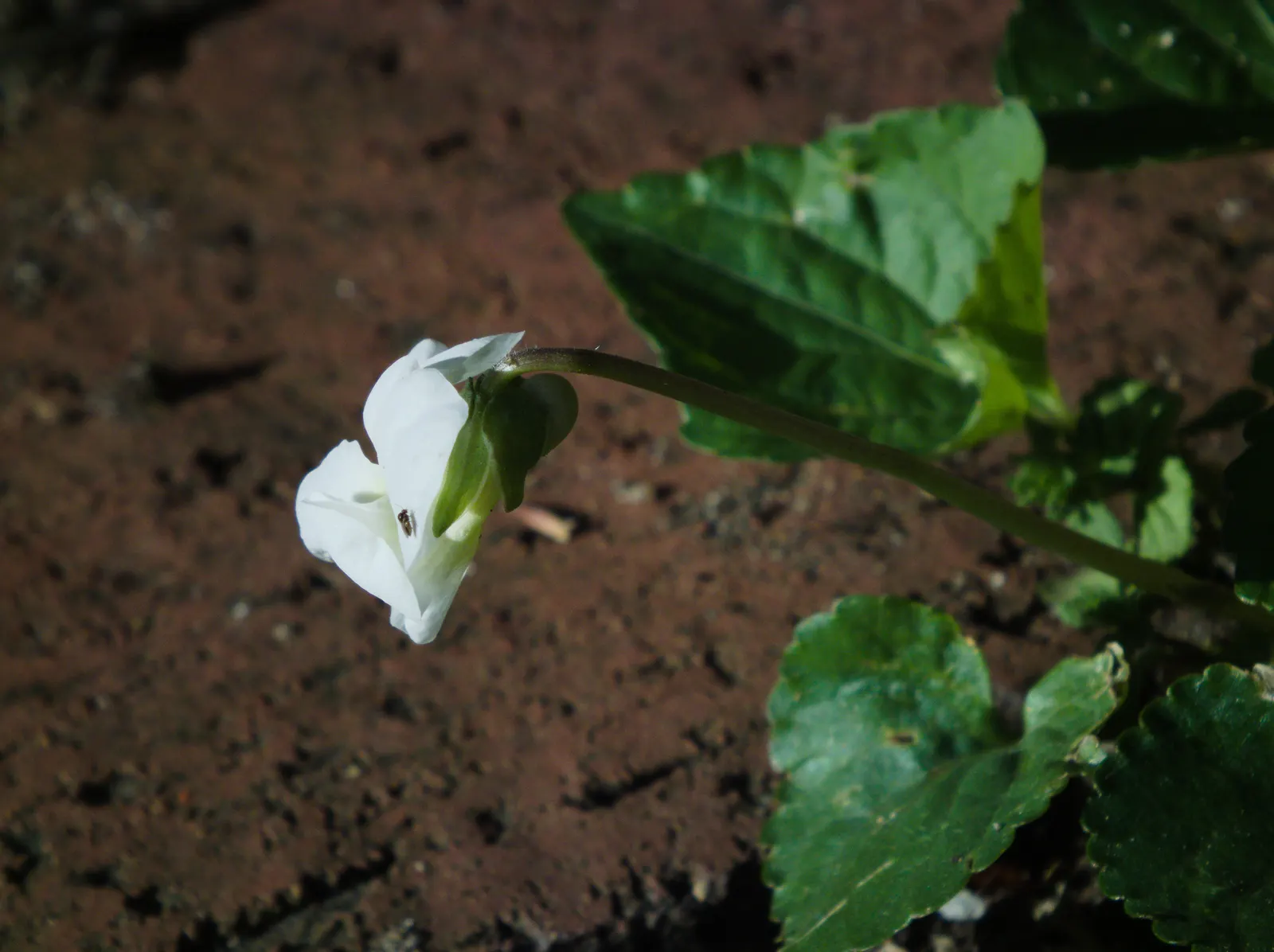 Meadow Violet (Viola Sororia) — the Meadow Violet requires partial to full shade; annual / perennial for full or half, image 101