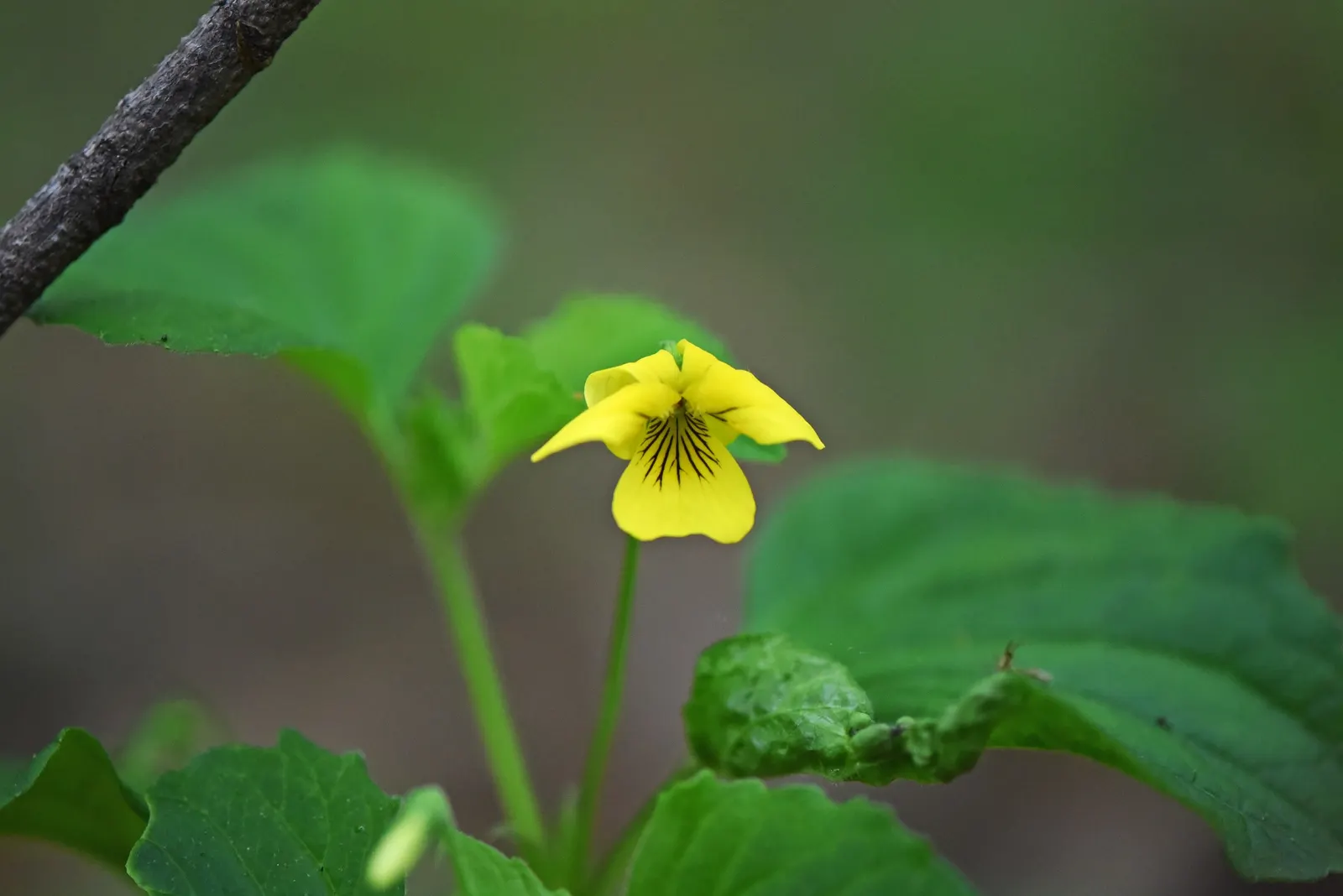 Meadow Violet (Viola Sororia) — these low-growers feature heart-shaped leaves and prolific spring flowers in hues of purple; with a compact spread, image 70