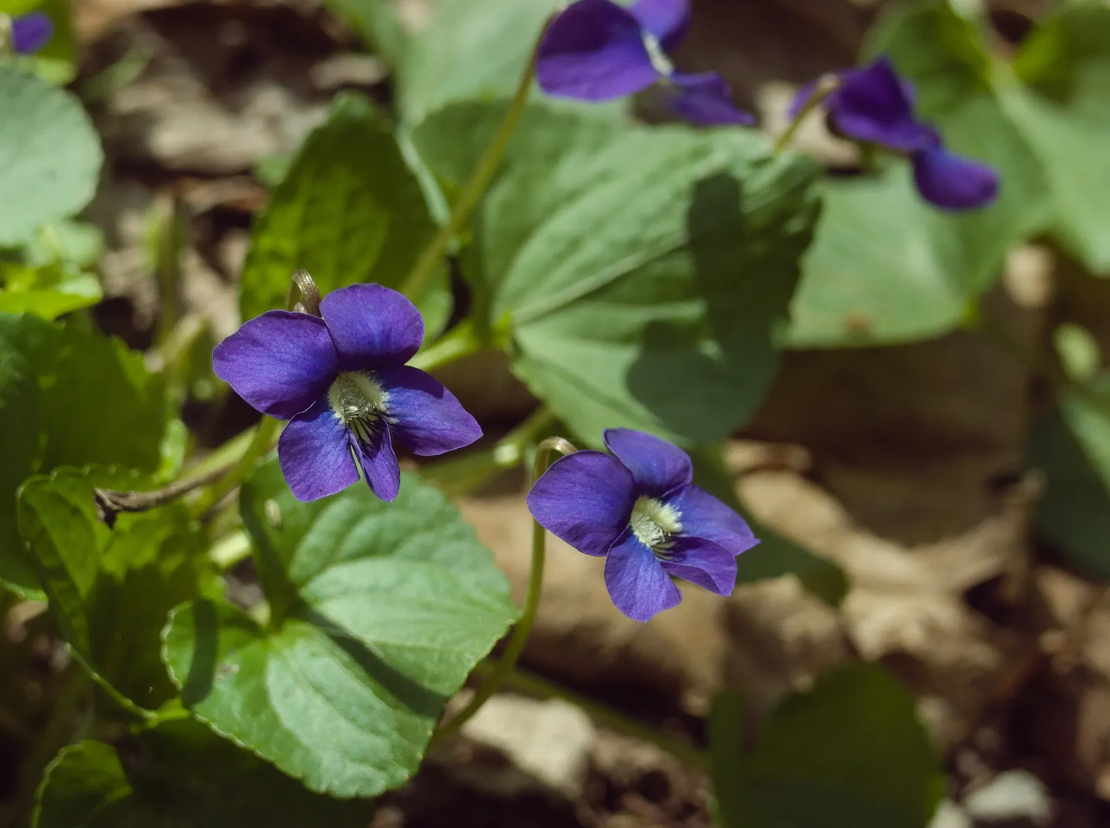 Meadow Violet (Viola Sororia) — often showcasing a delicate white center and appearing in abundance from April to June; is a charming herbaceous, image 55