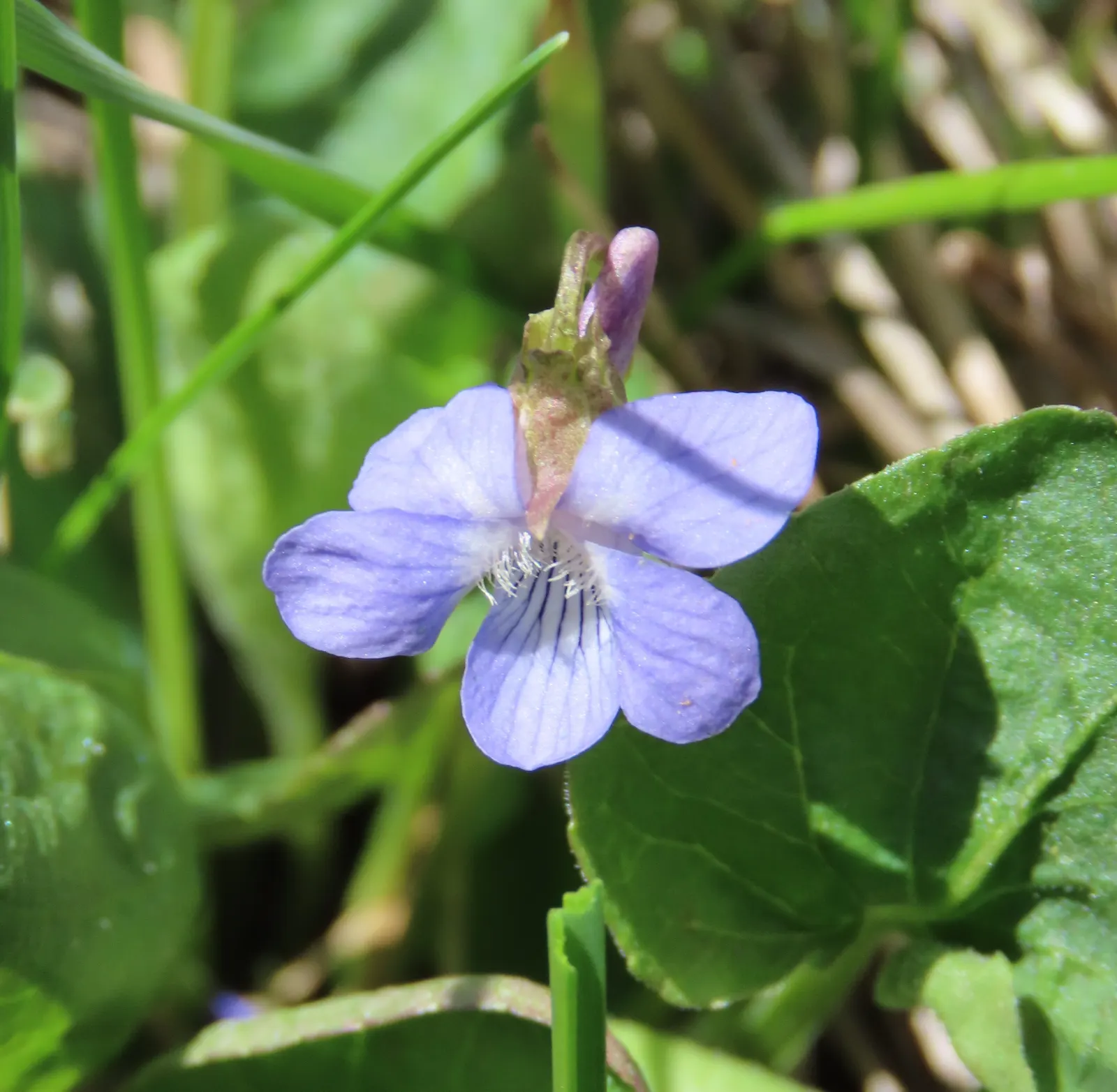 Meadow Violet (Viola Sororia) — the Meadow Violet requires partial to full shade; annual / perennial for full or half, image 57