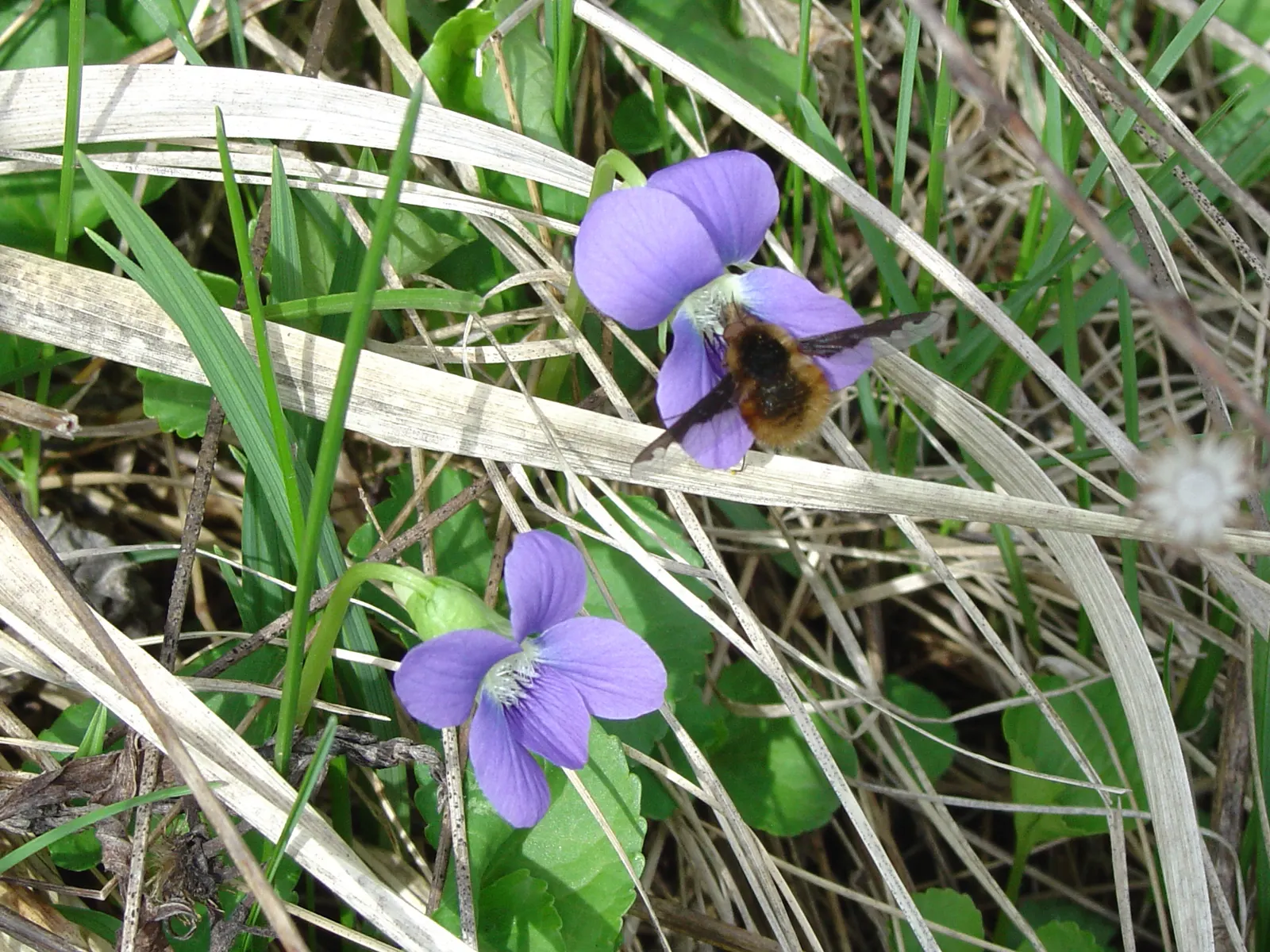 Meadow Violet (Viola Sororia) — though it has a preference for moist; contributing to the ecological health of your garden, image 53
