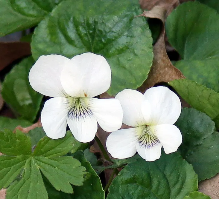 Meadow Violet (Viola Sororia) — often showcasing a delicate white center and appearing in abundance from April to June; is a charming herbaceous, image 77