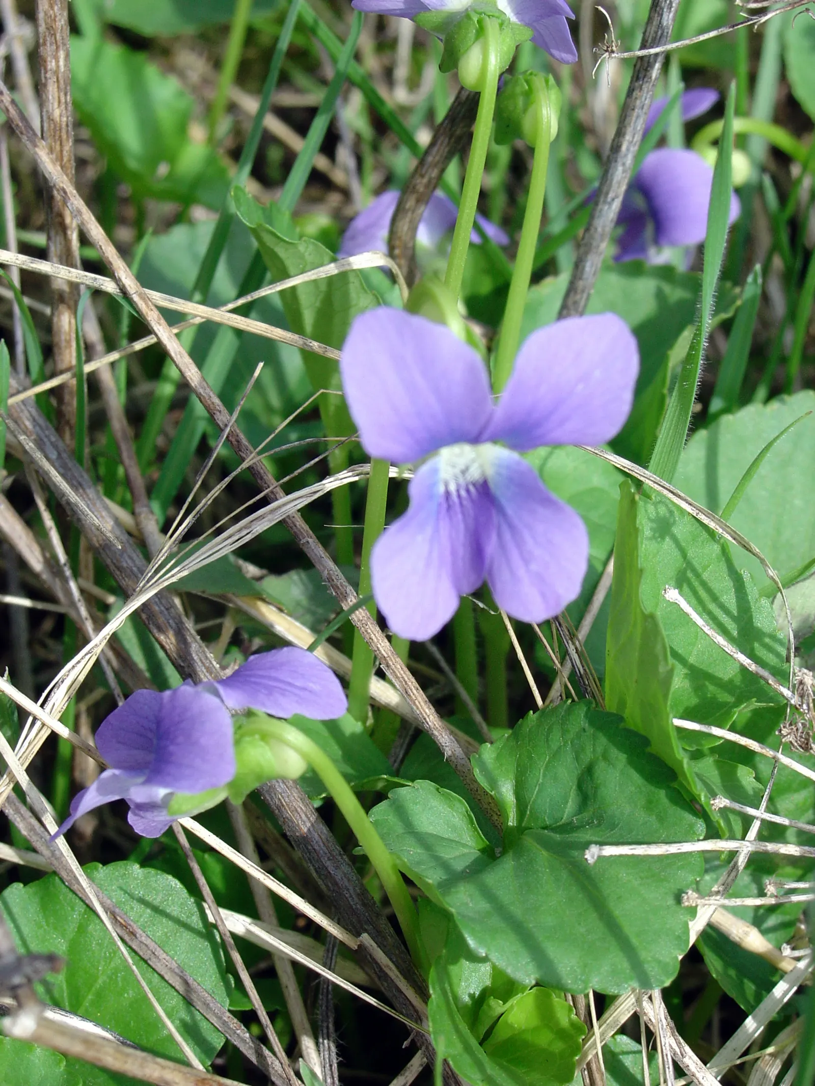 Meadow Violet (Viola Sororia) — With a compact spread of 4-6 inches and a height of 4-8 inches; consider its attractive foliage and profuse flowering