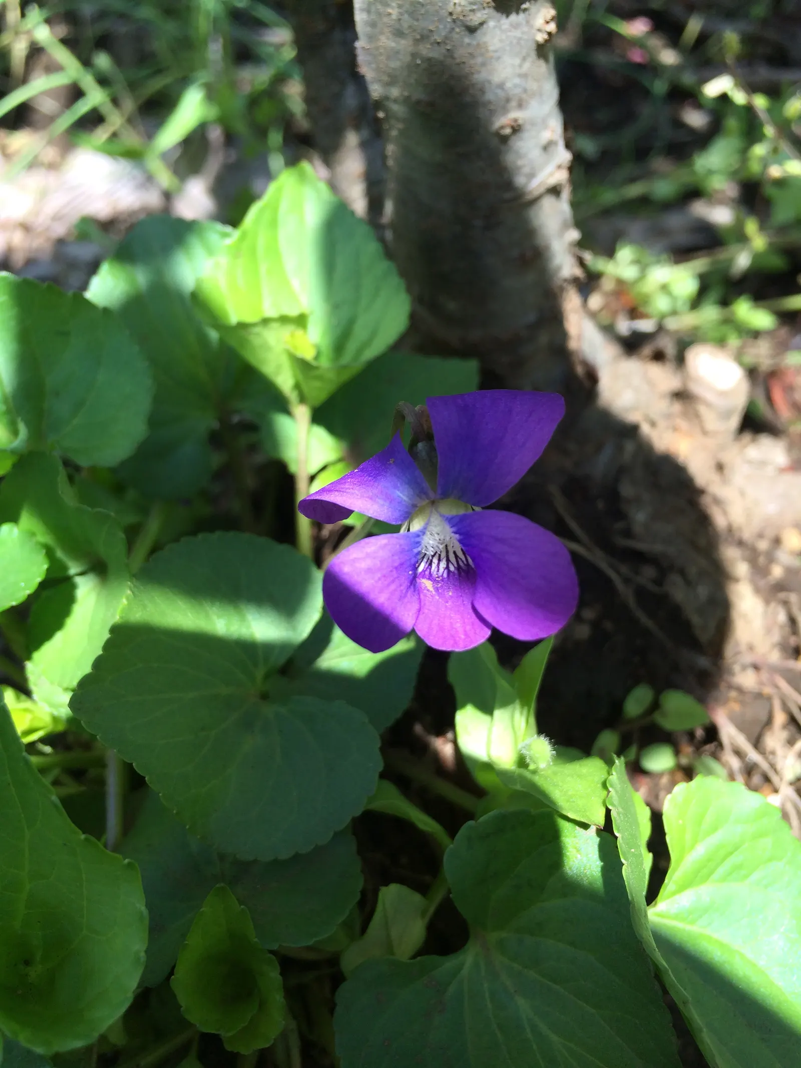 Meadow Violet (Viola Sororia) — consider its attractive foliage and profuse flowering; the Meadow Violet requires partial to full shade