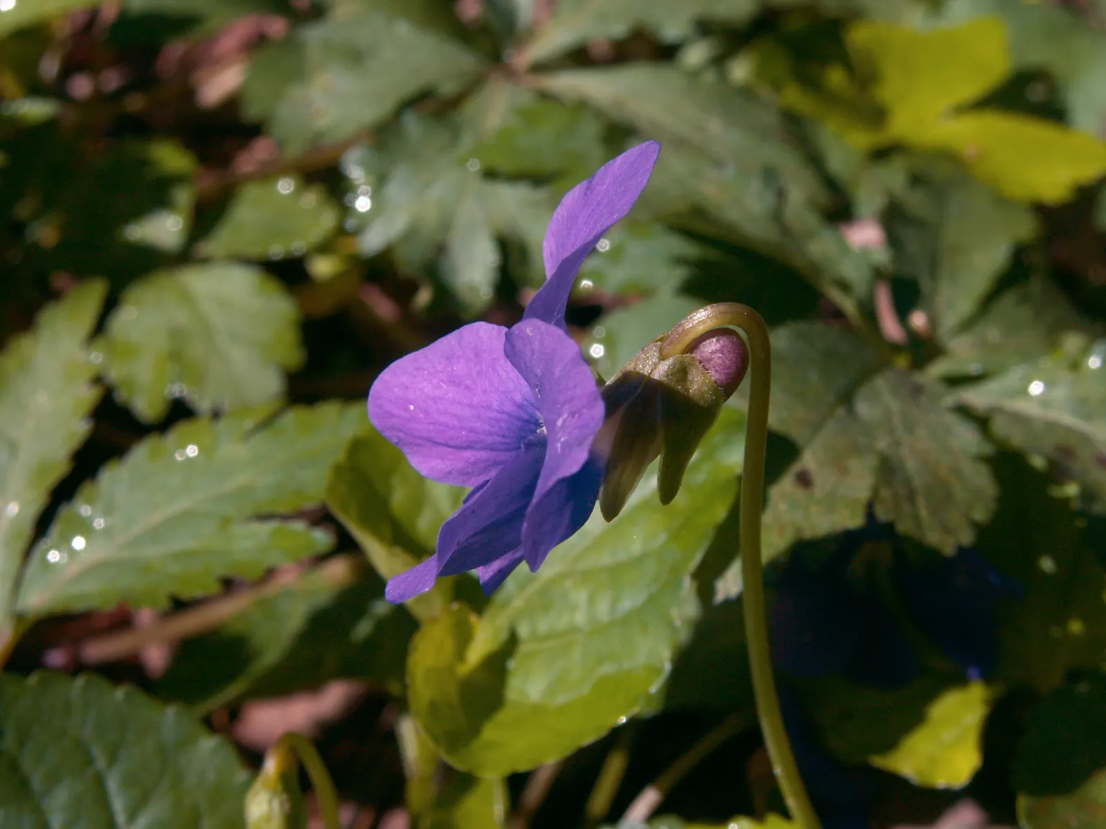 Meadow Violet (Viola Sororia) — the Meadow Violet requires partial to full shade; annual / perennial for full or half, image 145